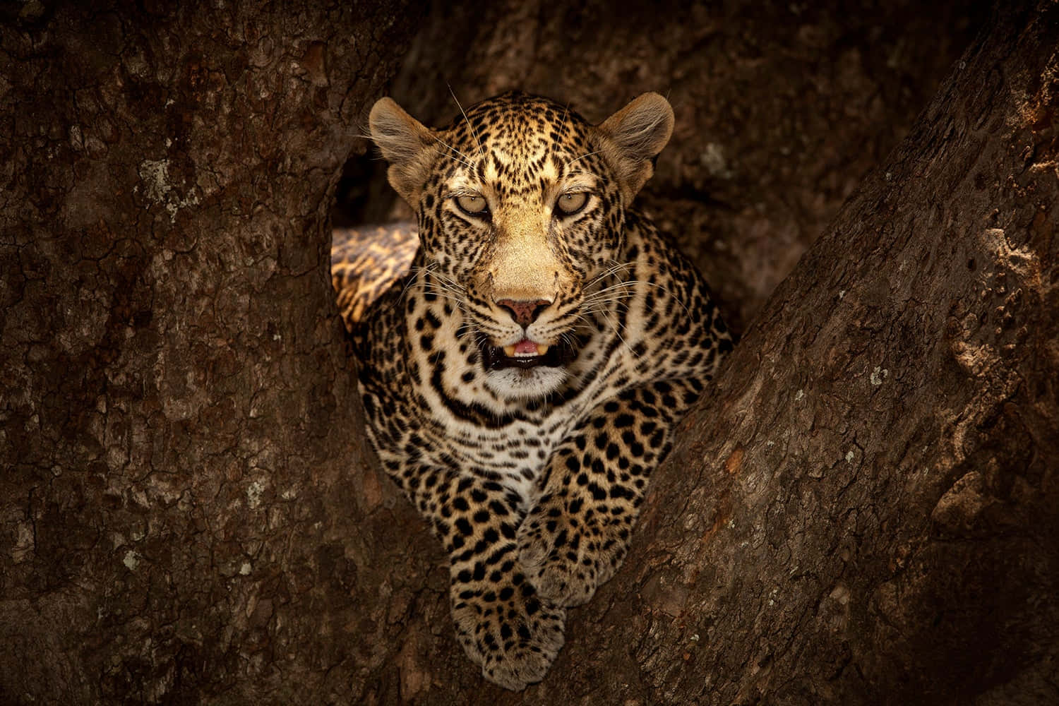 wildlife 桌布 壁紙 — 一隻金色斑點皮毛的豹在黑暗森林的樹洞中專注地凝視。