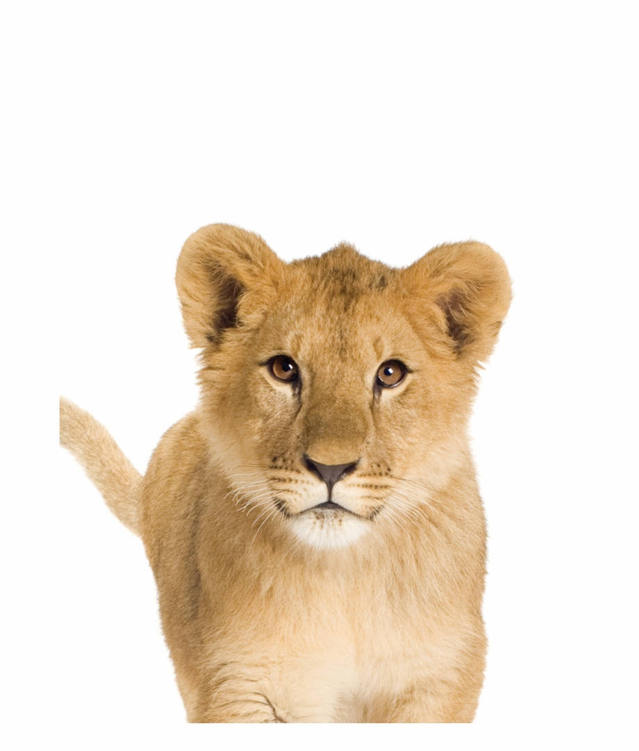 Baby Lion 桌布 壁紙 — 一隻金色毛髮、充滿好奇眼神的幼獅，在純白背景下直視鏡頭。
