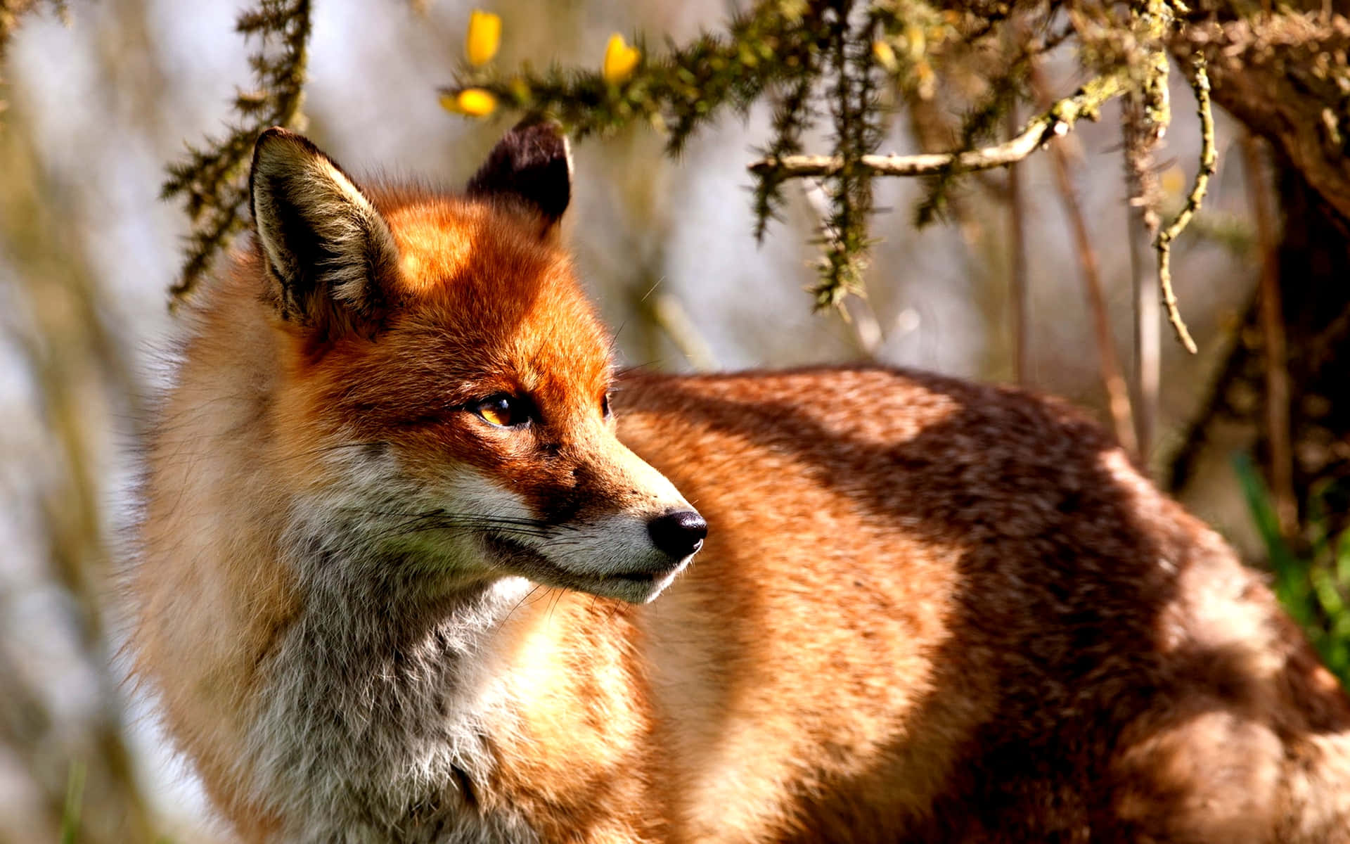 Cool Fox 桌布 壁紙 — 一隻金色毛髮、耳朵警覺的紅狐坐在長滿青苔、開著黃花的樹枝下，斑駁的陽光灑落其間。