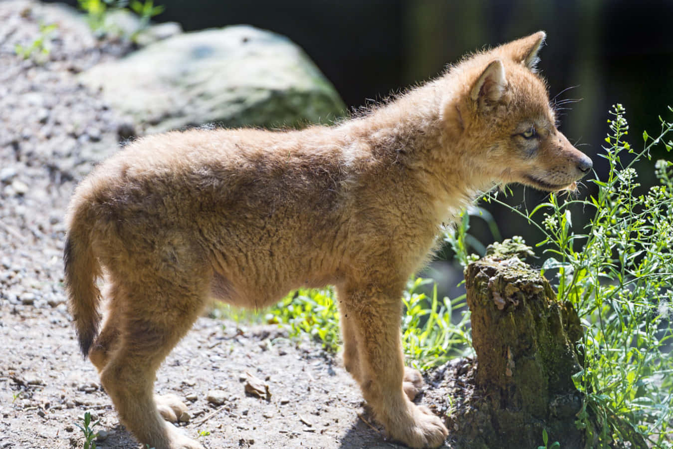Wolf Pup 桌布 壁紙 — 一隻金色毛髮的年輕狼崽在陽光照耀的泥土小徑上警覺地站著，旁邊有綠色樹葉和長滿苔蘚的樹樁。