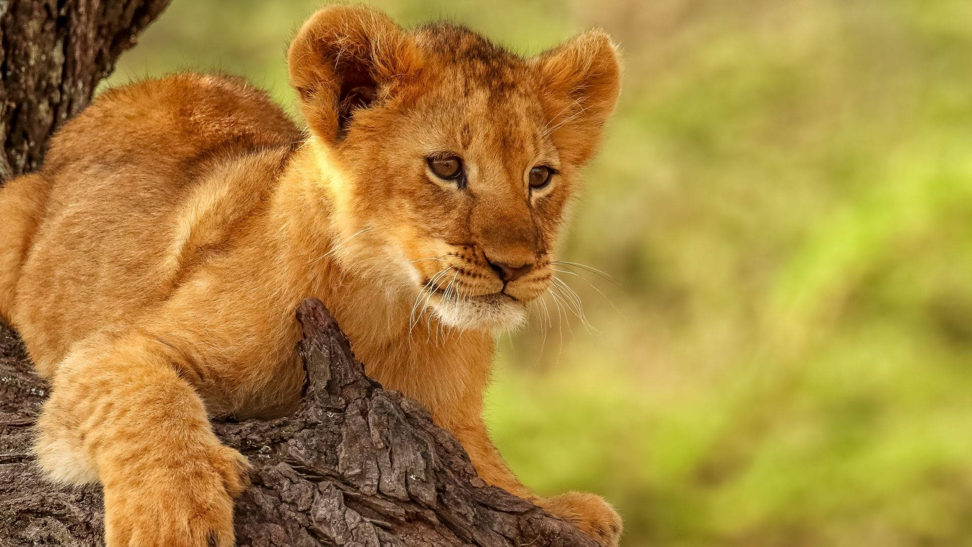 Cub 桌布 壁紙 — 一隻金色毛髮的幼獅在樹枝上休息，專注地凝視著柔和的綠色模糊背景。