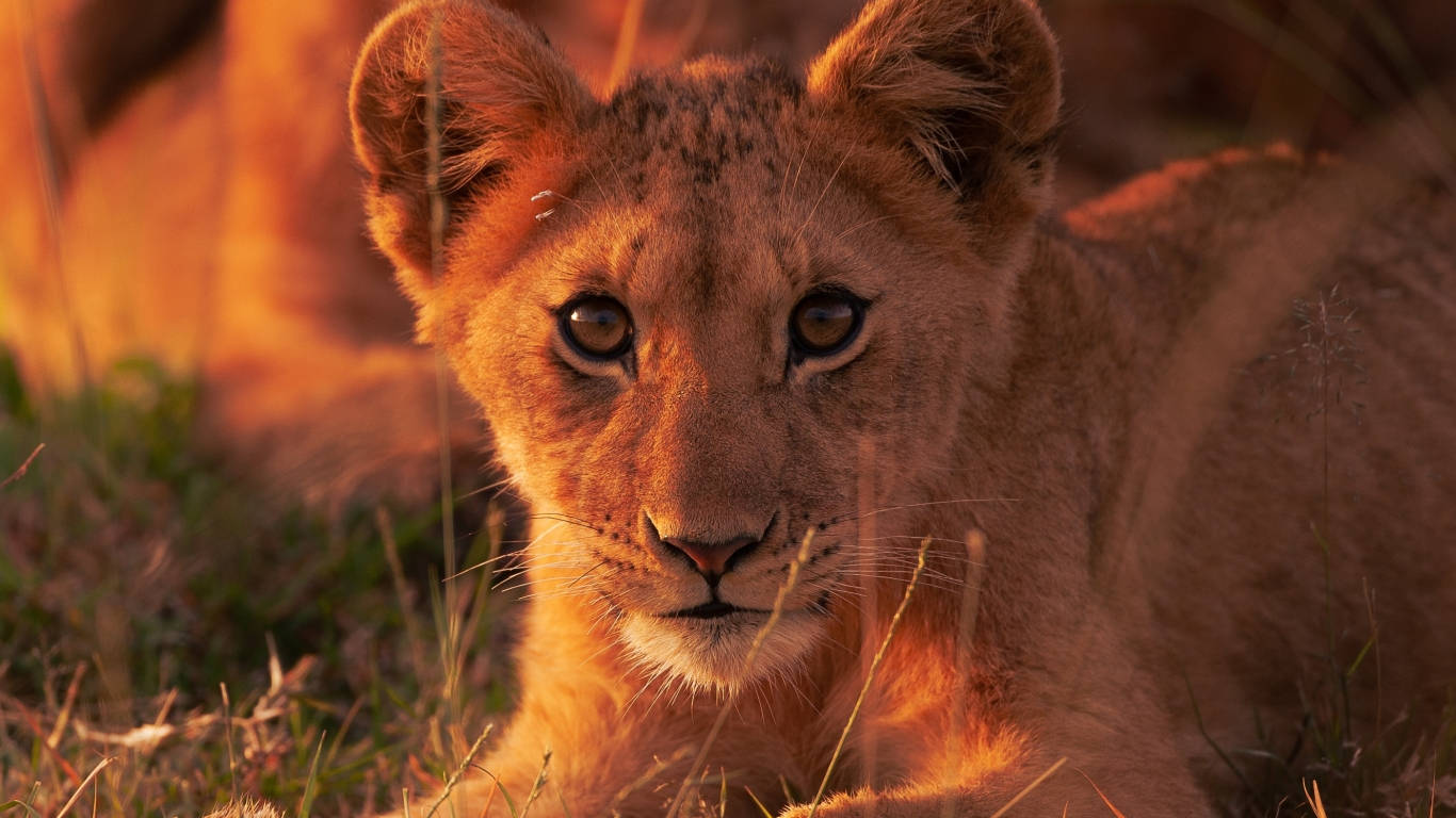 Baby Lion 桌布 壁紙 — 一隻金色毛髮的幼獅從沐浴在溫暖夕陽光中的高草叢中凝視著。