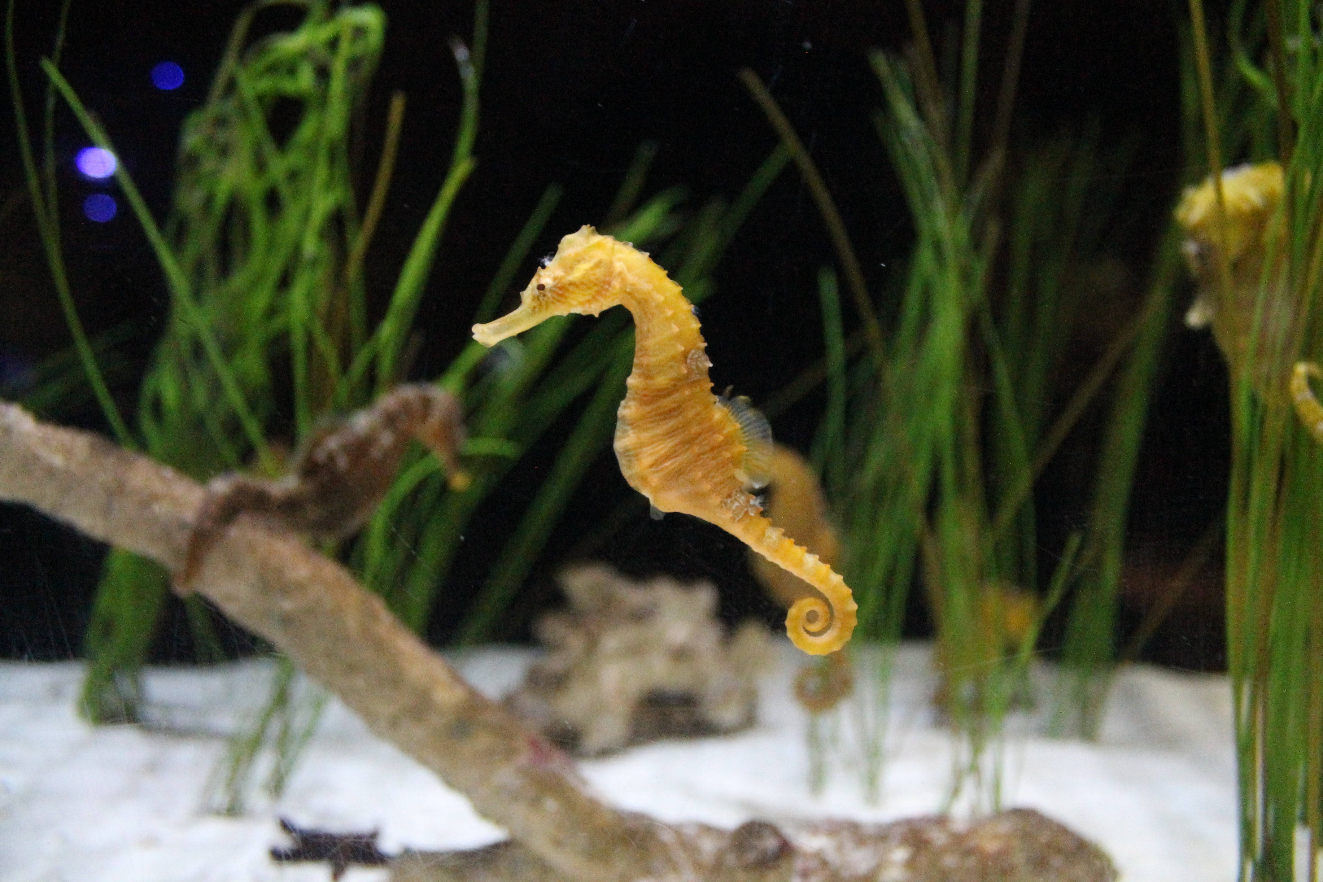 Aquarium 桌布 壁紙 — 一隻金色海馬在有綠色水草和漂流木枝的水族箱中優雅地彎曲。