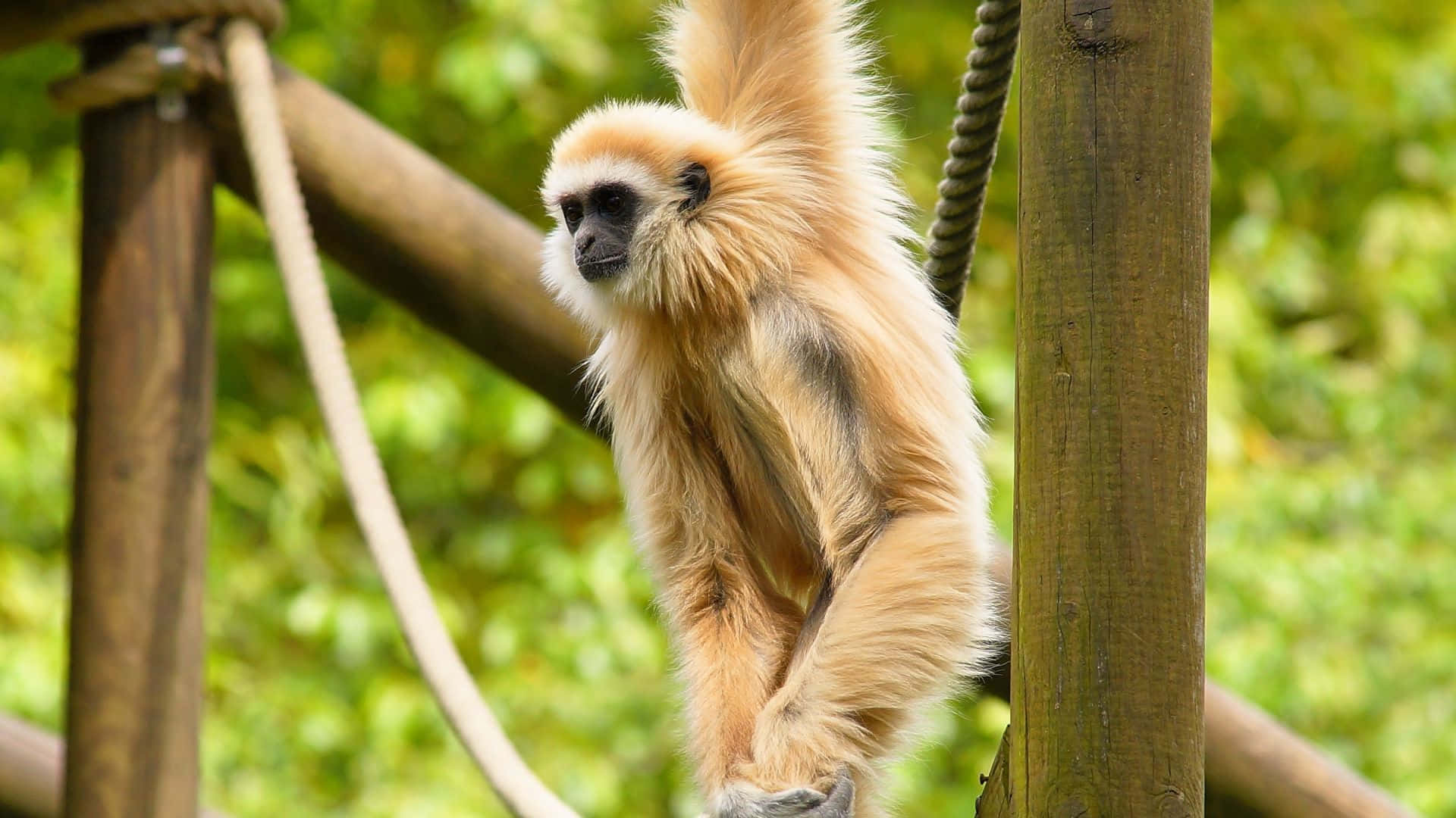 HD Gibbon 桌布 壁紙 — 一隻金色猴子在陽光普照的圍欄中，優雅地懸掛在繩索結構上，周圍是茂密的綠色樹葉。