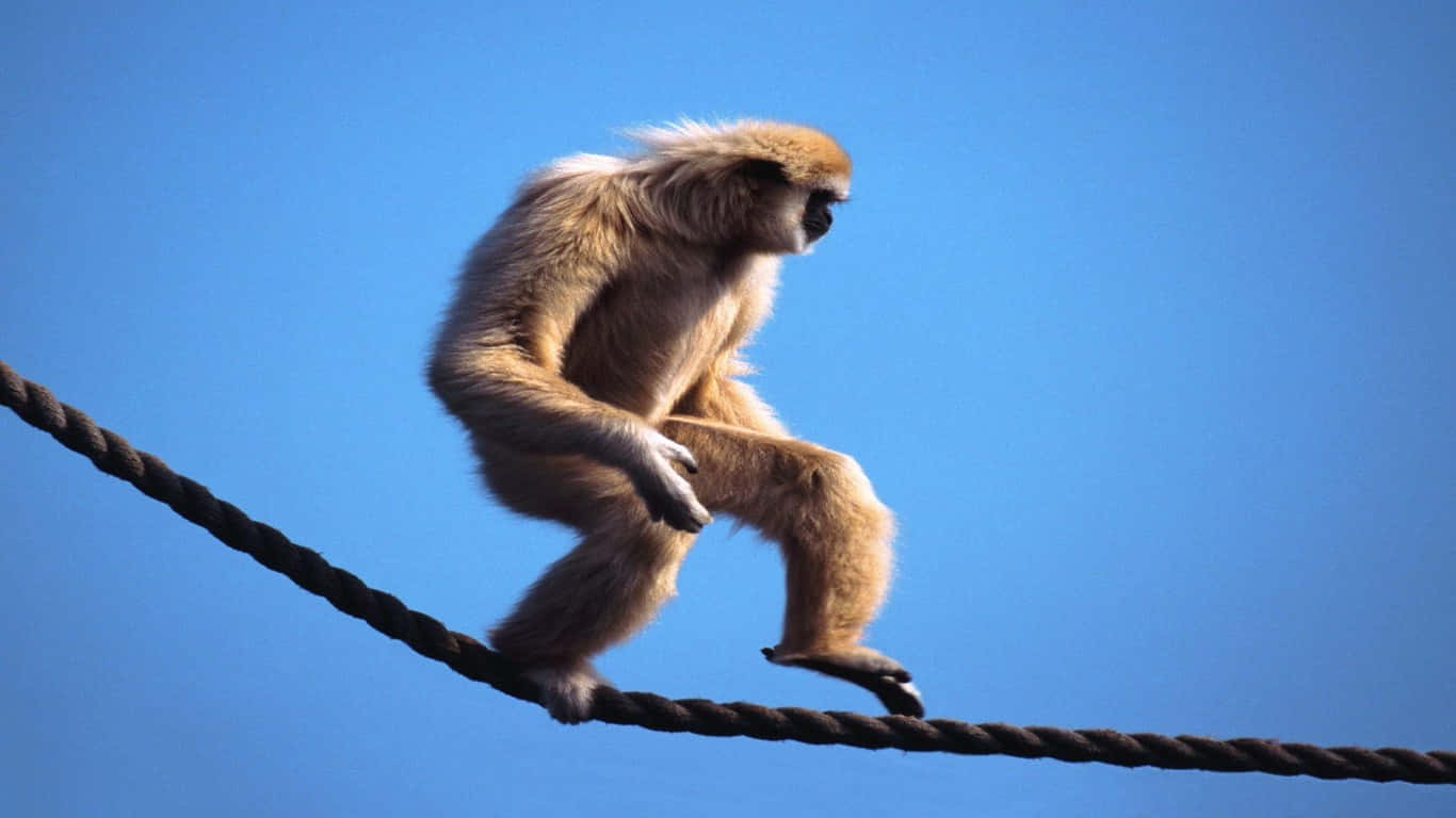 1366x768 Gibbon 桌布 壁紙 — 一隻金色猴子坐在粗繩上，背景是清澈的藍天，毛髮捕捉著陽光。