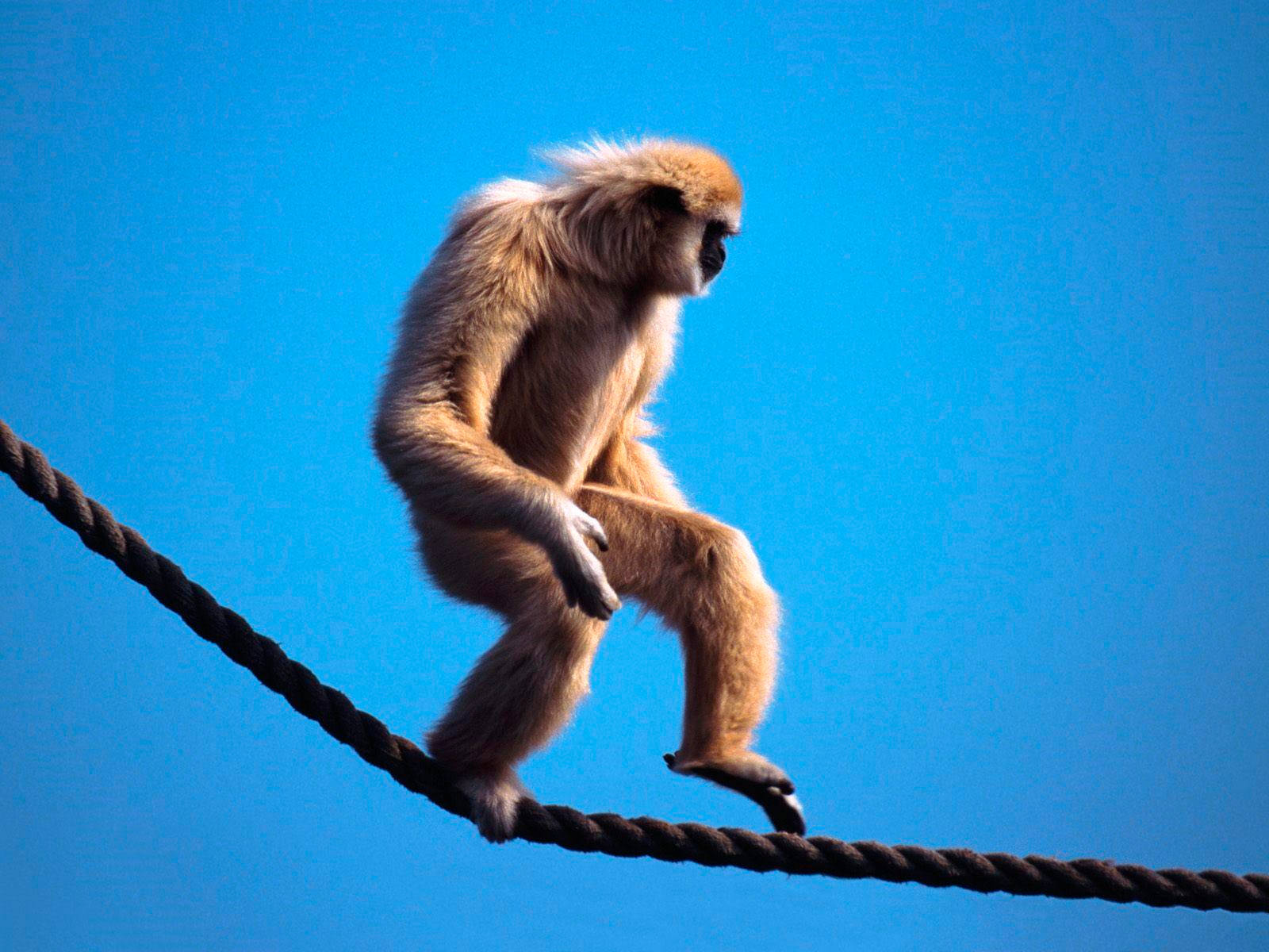 Gibbon 桌布 壁紙 — 一隻金色猴子坐在粗繩上，背景是鮮豔的藍天，毛髮在明亮的陽光下閃閃發光。