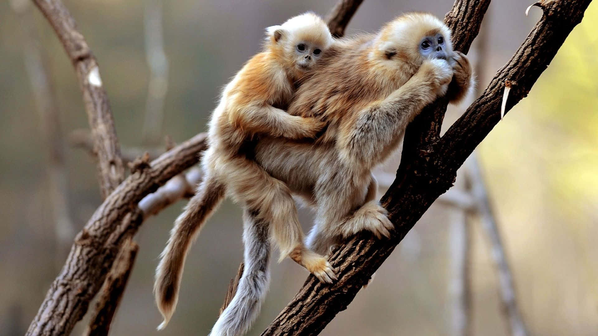 1080p Gibbon 桌布 壁紙 — 一隻金色猴子緊緊抱住寶寶，在陽光明媚的森林中穿梭於纏結的樹枝間。