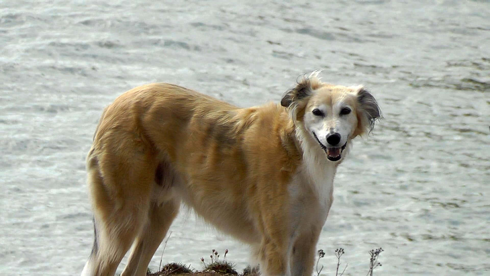 灰狗 桌布 壁紙 — 一隻金色的俄羅斯獵狼犬警覺地站在漣漪的水邊，帶著開心的表情。