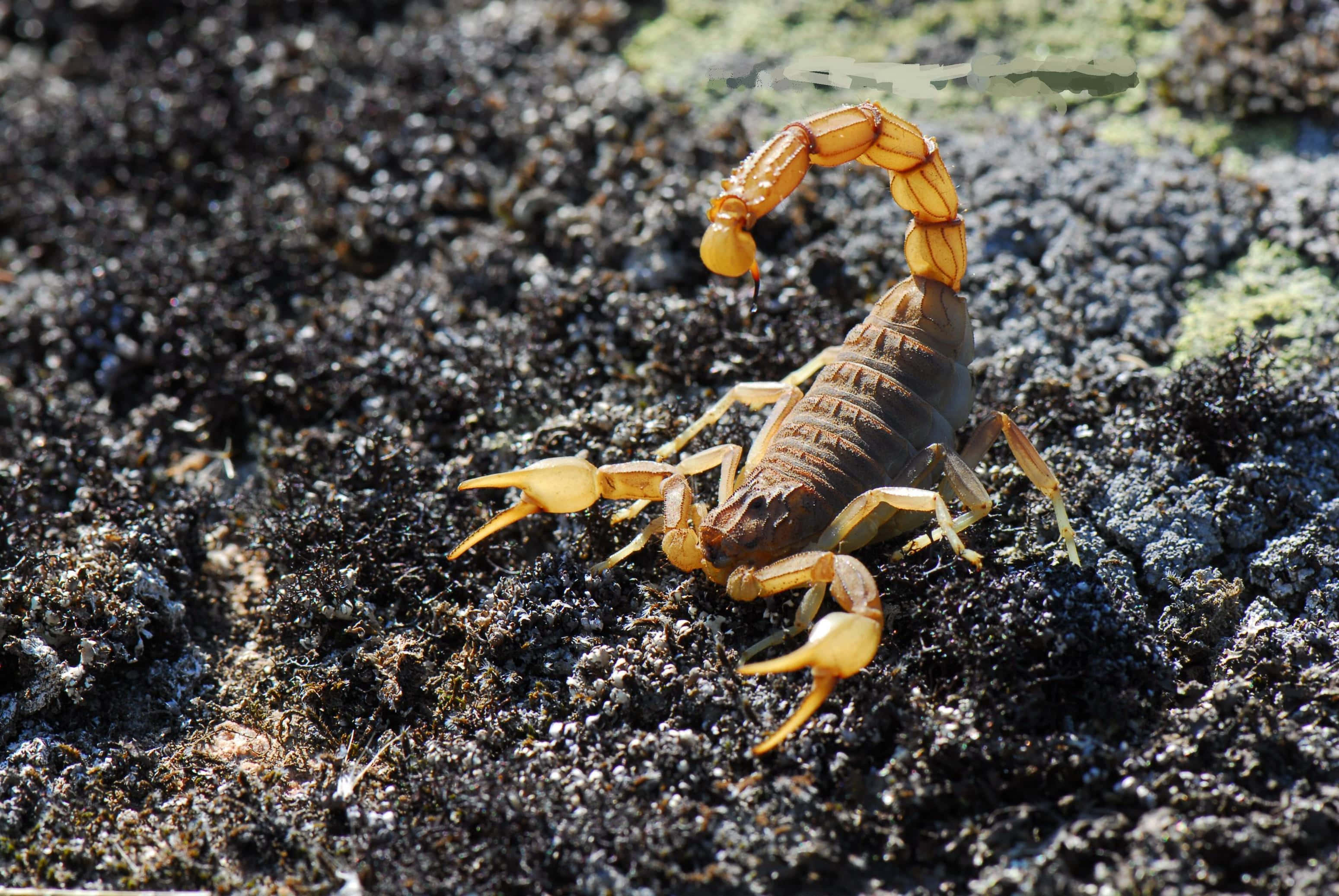 scorpion 桌布 壁紙 — 一隻金色蠍子在明亮的陽光下，在深色有紋理的泥土上彎曲尾巴。