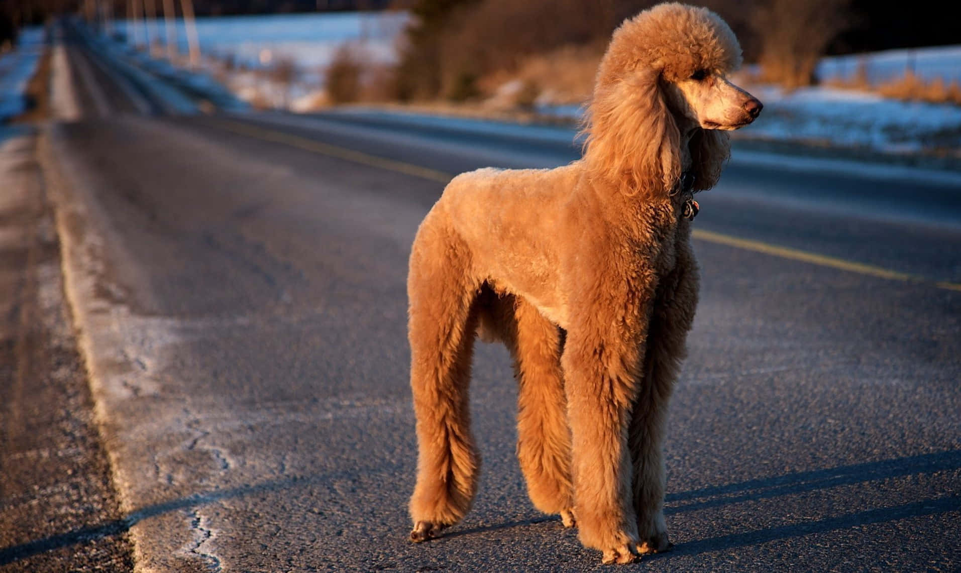 Poodle 桌布 壁紙 — 一隻金色貴賓狗獨自站在積雪的路邊，沐浴在溫暖的冬日陽光下，投下長長的影子。
