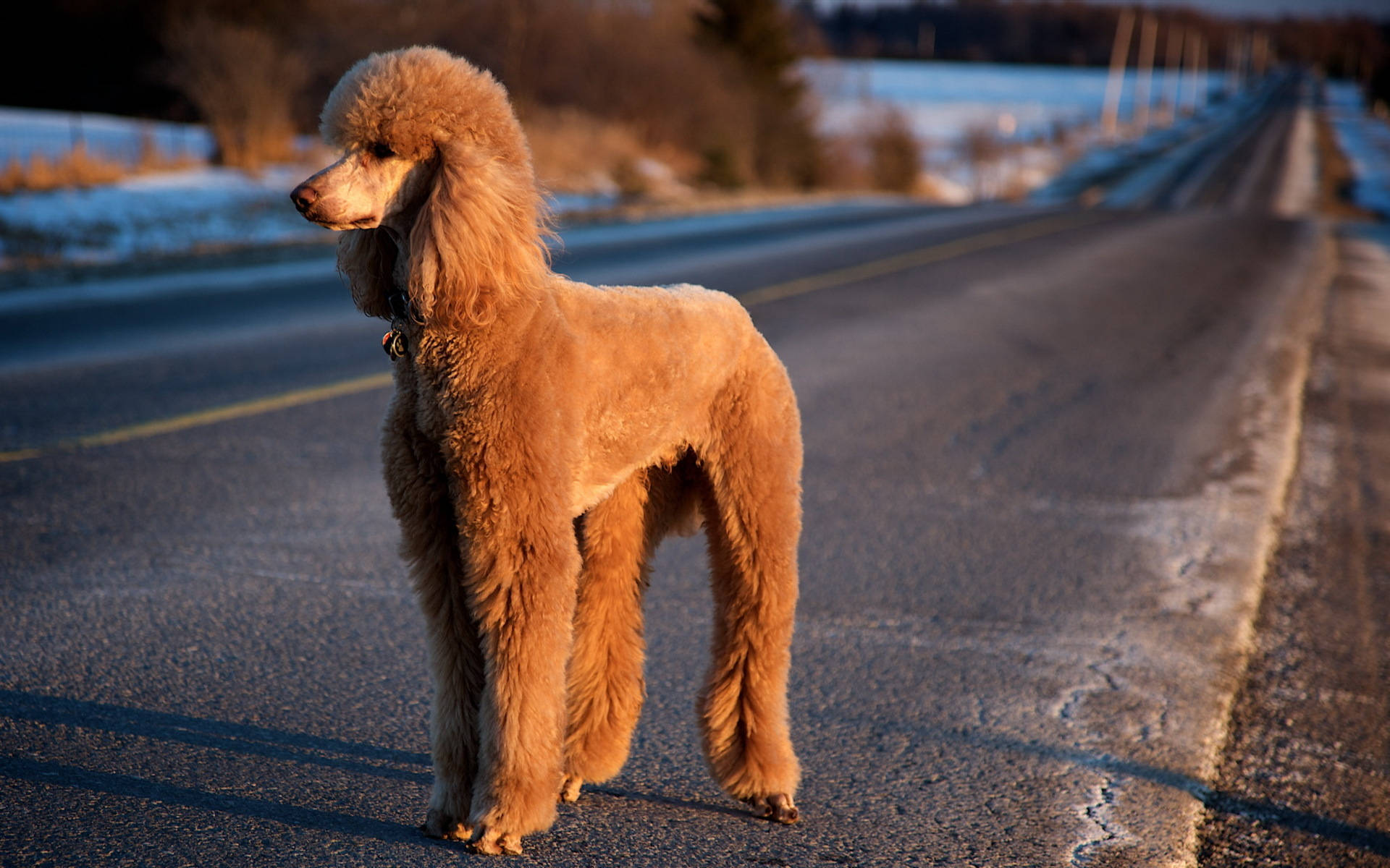 Poodle 桌布 壁紙 — 一隻金色貴賓狗獨自站在積雪的路邊，在黃金時刻身後拖著長長的影子。