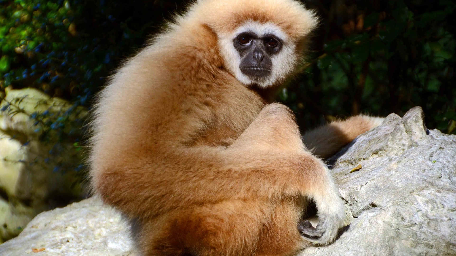 1920x1080 Gibbon 桌布 壁紙 — 一隻金色長臂猿，毛茸茸的，平靜地坐在陽光普照的石頭上，周圍是茂密的綠色樹葉。