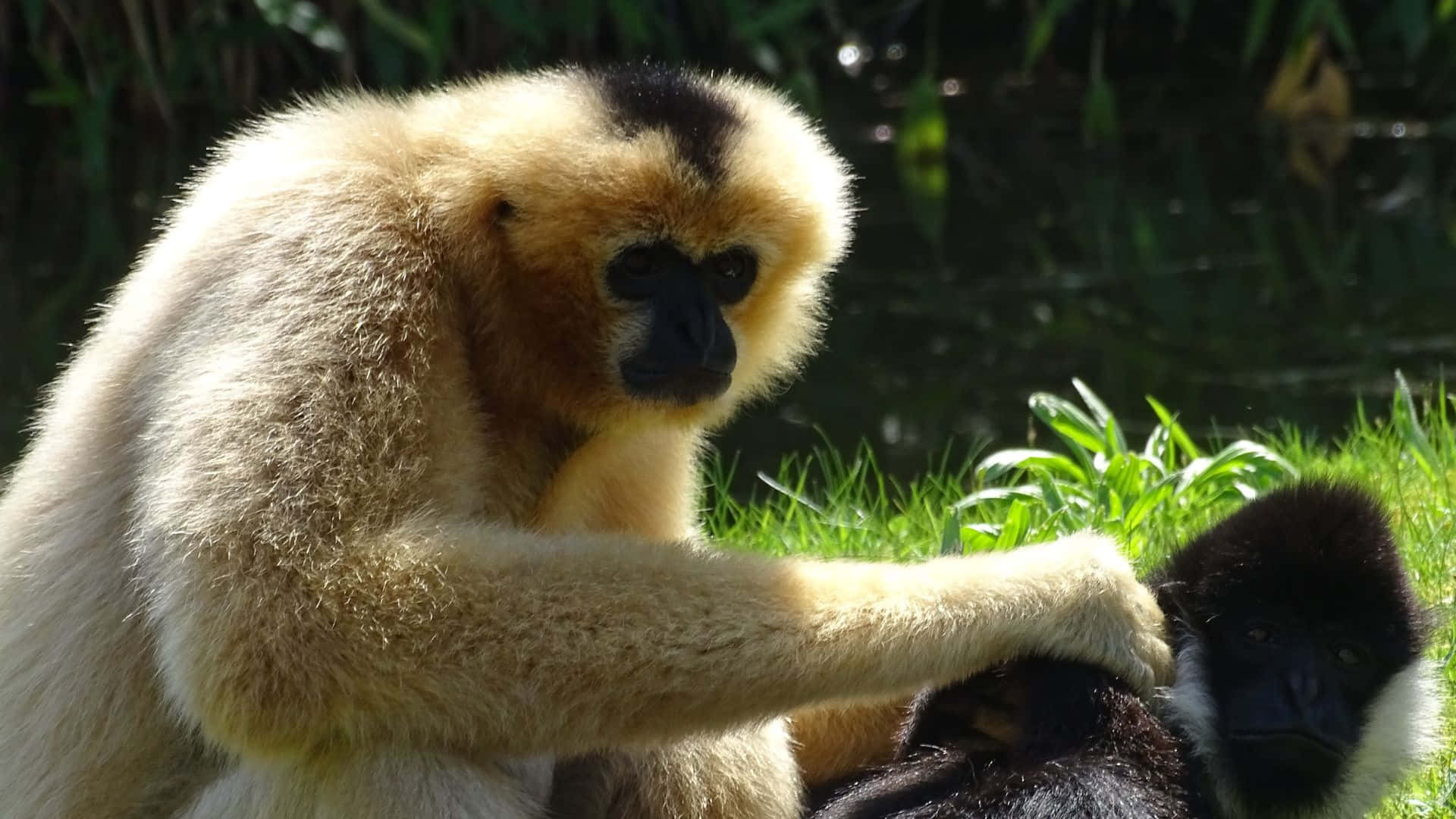 1920x1080 Gibbon 桌布 壁紙 — 一隻金色長臂猿，臉部和四肢黑色，輕輕觸摸一隻深色毛髮的長臂猿，後者正在水邊陽光普照的草地上休息。