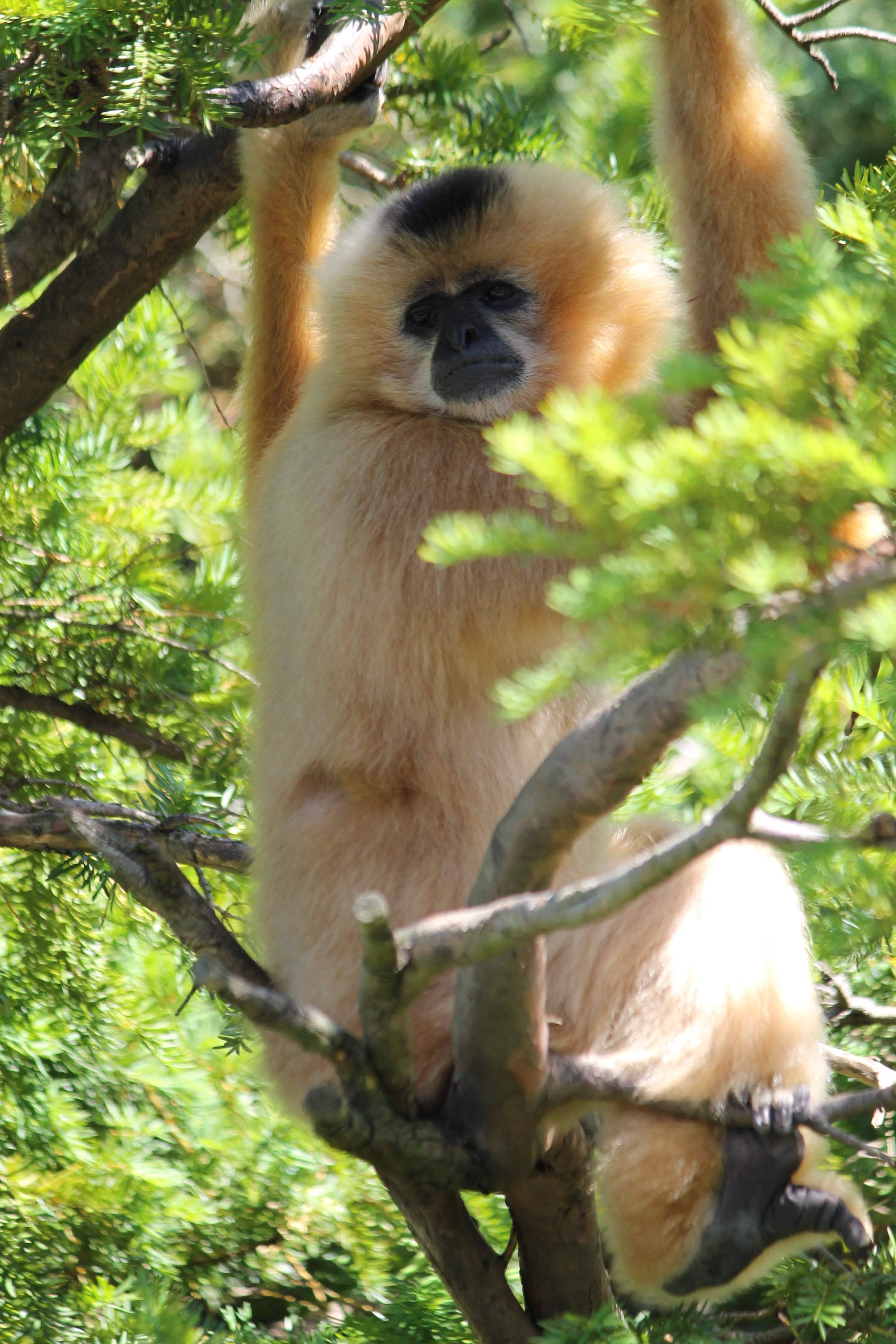 Gibbon 桌布 壁紙 — 一隻金色長臂猿，臉部深色，優雅地懸掛在樹枝間，周圍是充滿活力的綠色樹葉。