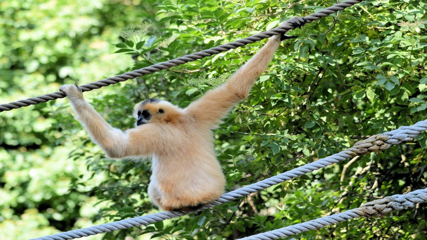 1366x768 Gibbon 桌布 壁紙 — 一隻金色長臂猿在茂密綠色森林背景下，優雅地在粗繩之間擺盪。