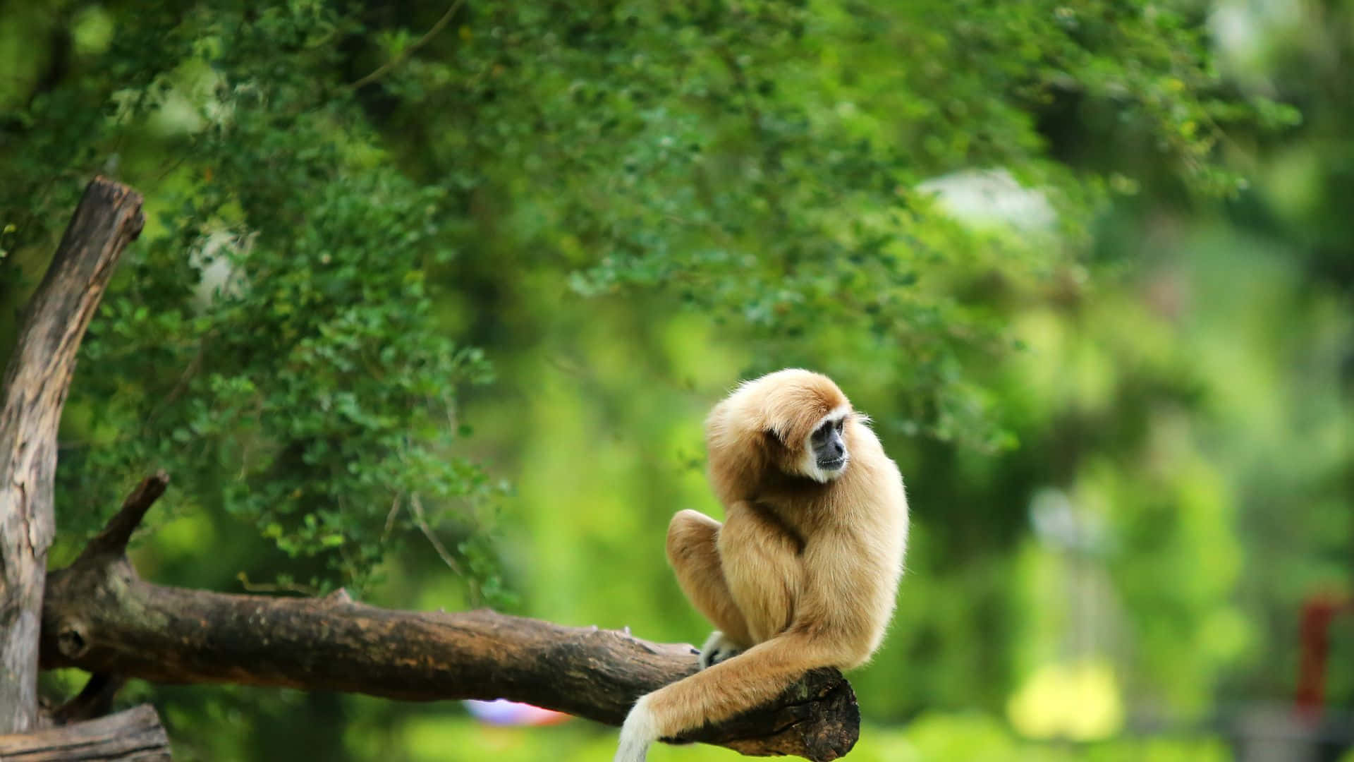 1920x1080 Gibbon 桌布 壁紙 — 一隻金色長臂猿平靜地坐在一條風化的樹枝上，周圍是茂密的綠色樹葉。