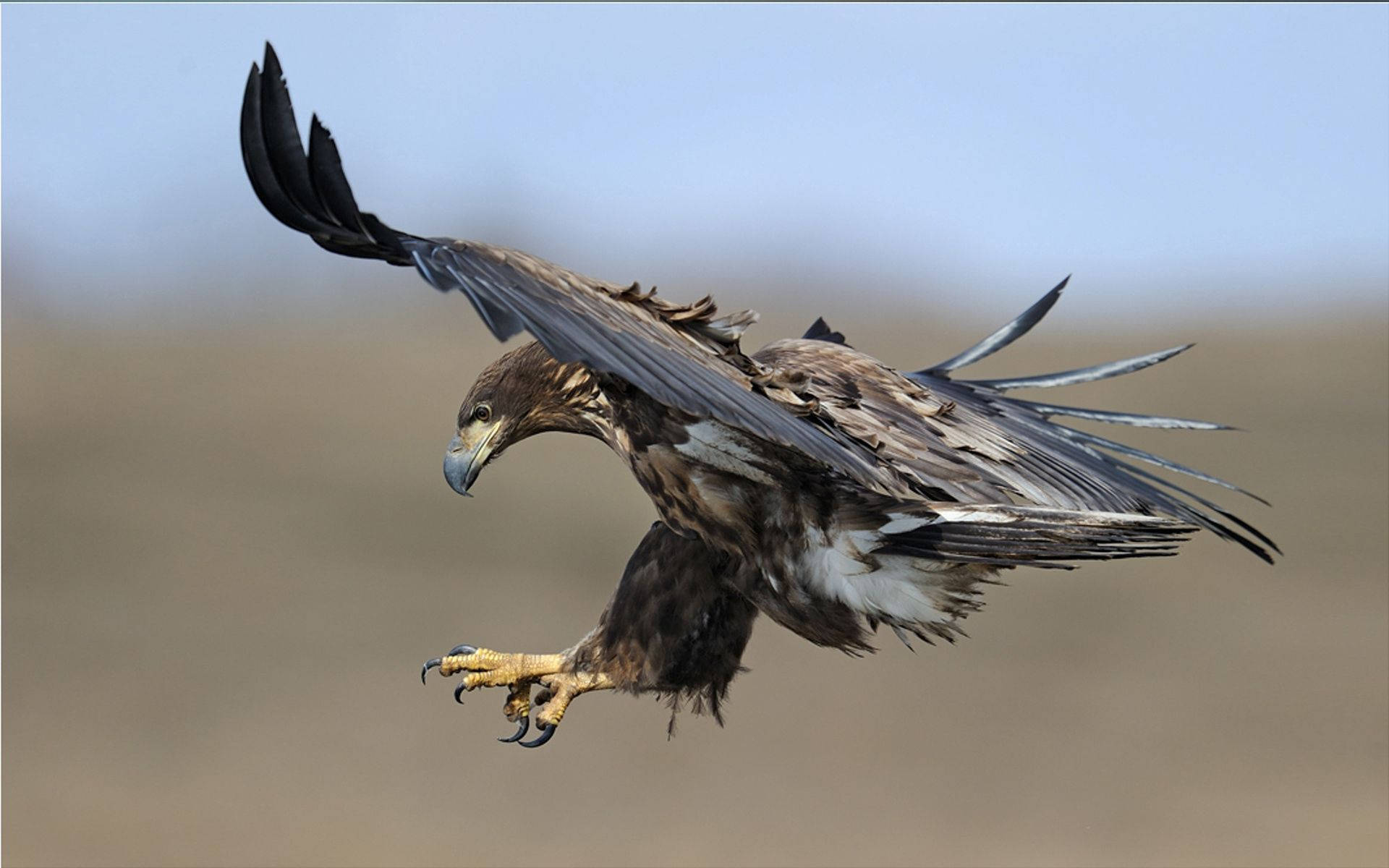 Eagle 桌布 壁紙 — 一隻金雕展翅翱翔，爪子伸出，背景是柔和模糊的天空和大地。