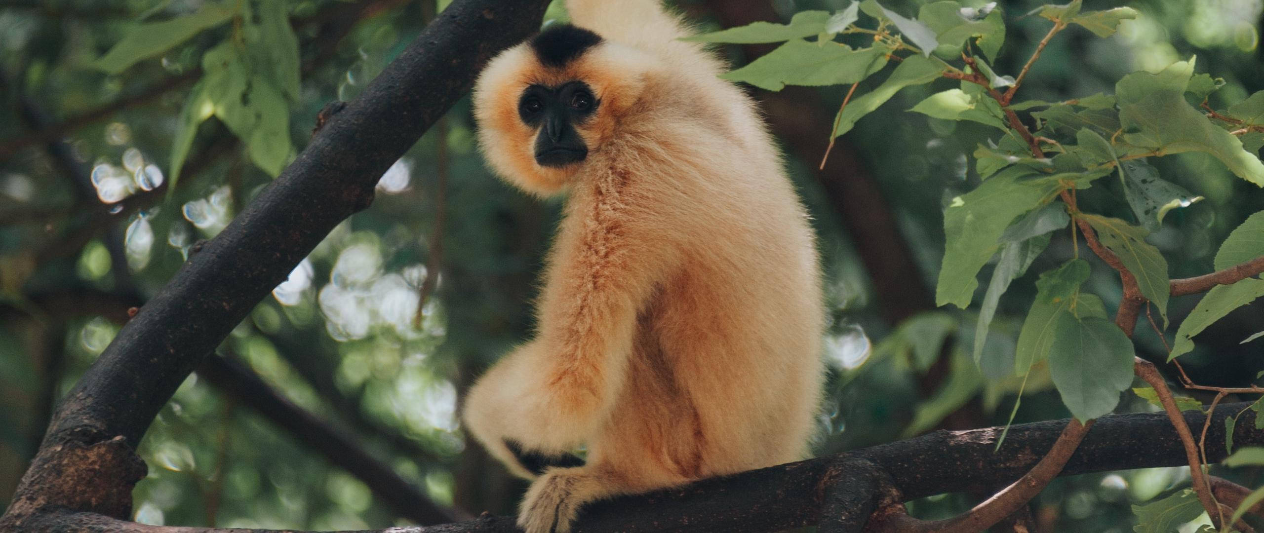 Gibbon 桌布 壁紙 — 一隻金黃長臂猿，黑色臉龐和四肢，平靜地棲息在樹枝上，周圍是茂密的綠葉。