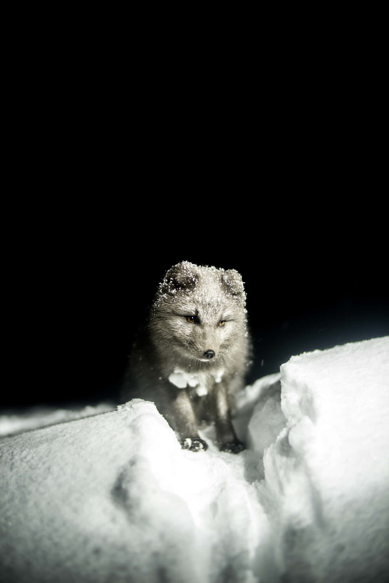 夜晚雪地中，一隻毛皮上沾著雪花的銀狐。 — 可愛狐狸 壁紙