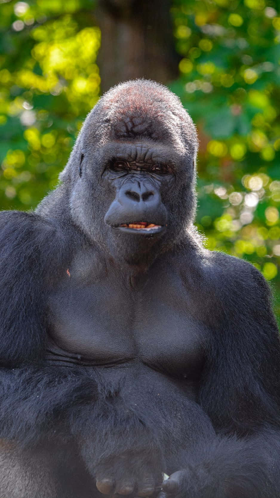 Gorilla 桌布 壁紙 — 一隻銀背大猩猩在陽光普照的森林中平靜地坐著的近距離特寫，背景是模糊的綠色樹葉。