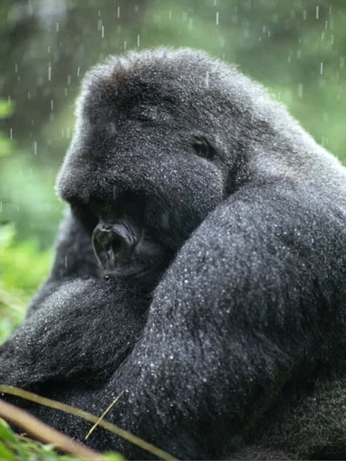 Gorilla 桌布 壁紙 — 一隻銀背大猩猩坐在雨中，毛髮上掛著水珠，背景是模糊的綠色森林的近距離特寫。