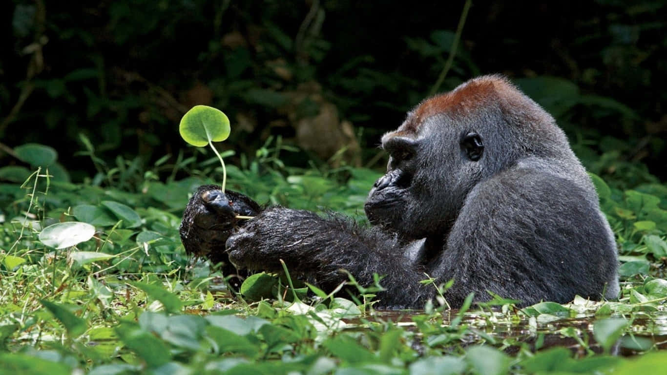 1366x768 Gorilla 桌布 壁紙 — 一隻銀背大猩猩平靜地坐在茂密的綠葉中，手指間夾著一片小葉子。