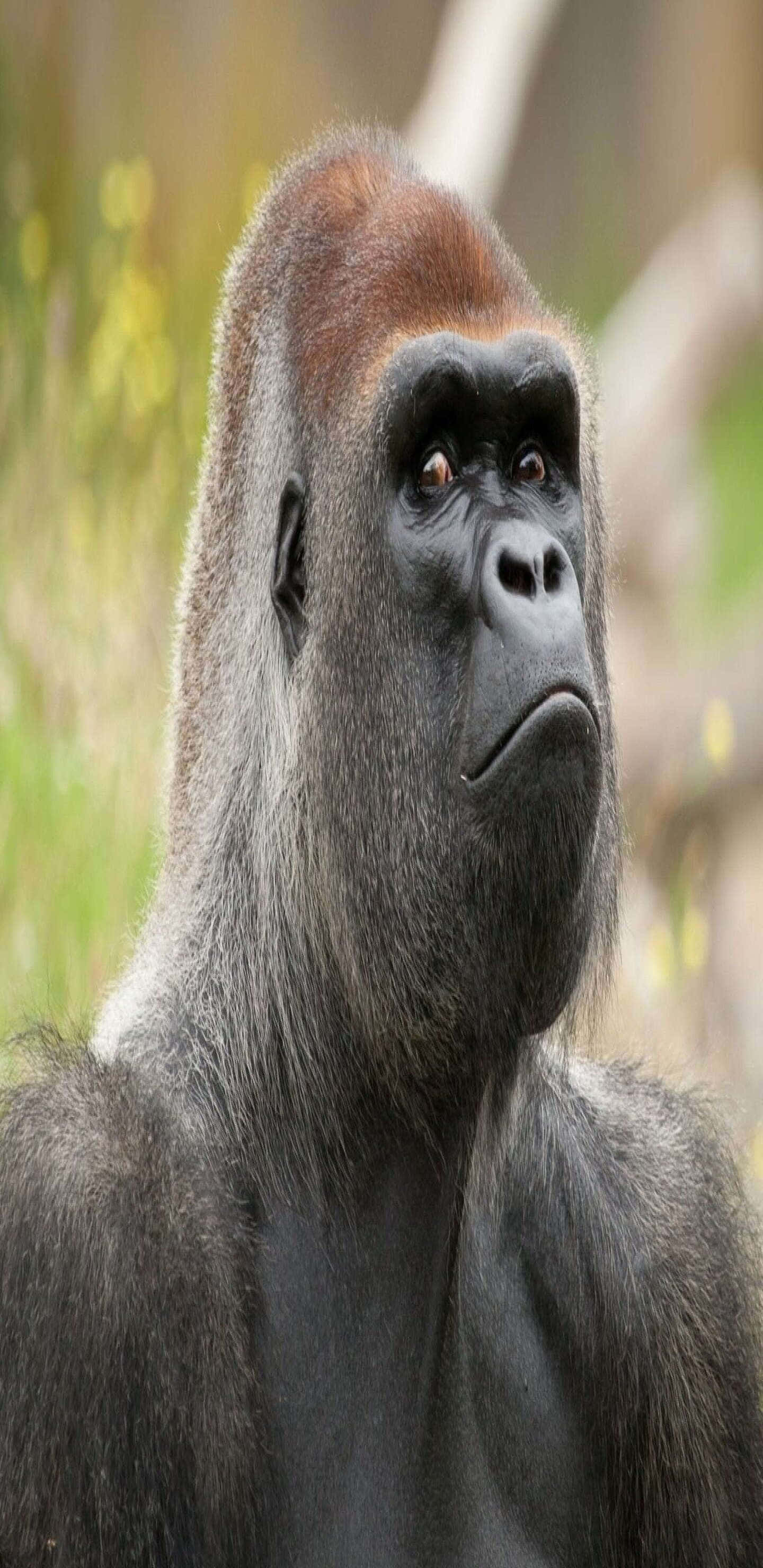 Pixel 3xl Gorilla 桌布 壁紙 — 一隻銀背大猩猩的特寫肖像，眼神銳利，表情若有所思，背景是模糊的自然環境。