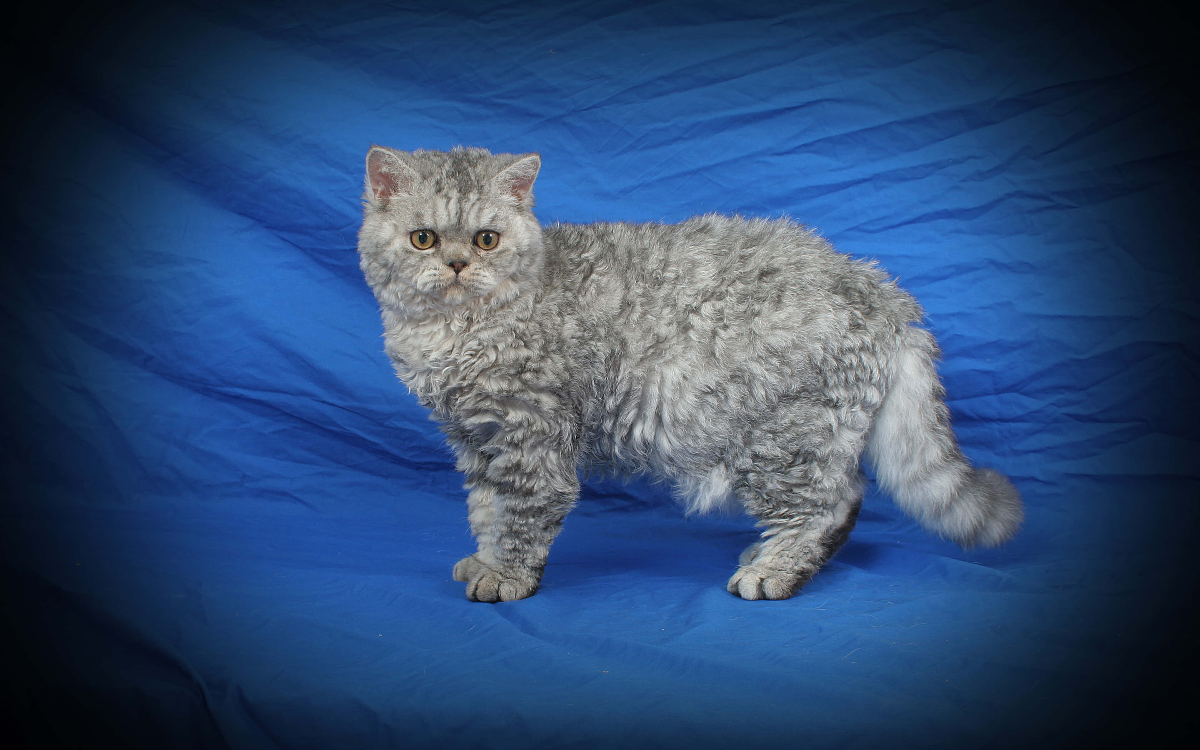 Selkirk Rex 桌布 壁紙 — 一隻銀色捲毛貓在帶有紋理的藍色背景上，在戲劇性燈光下警覺地站立。