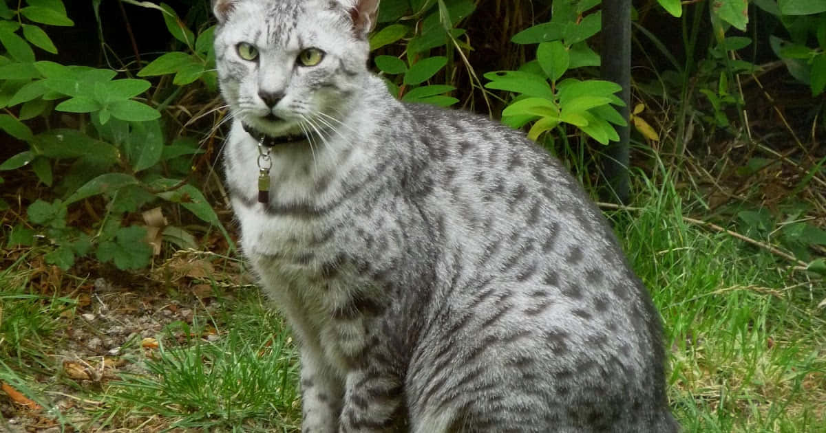 Egyptian Mau 桌布 壁紙 — 一隻銀色斑點貓咪，綠色眼睛，警覺地坐在長滿青草的花園中，周圍是茂密的綠色樹葉。