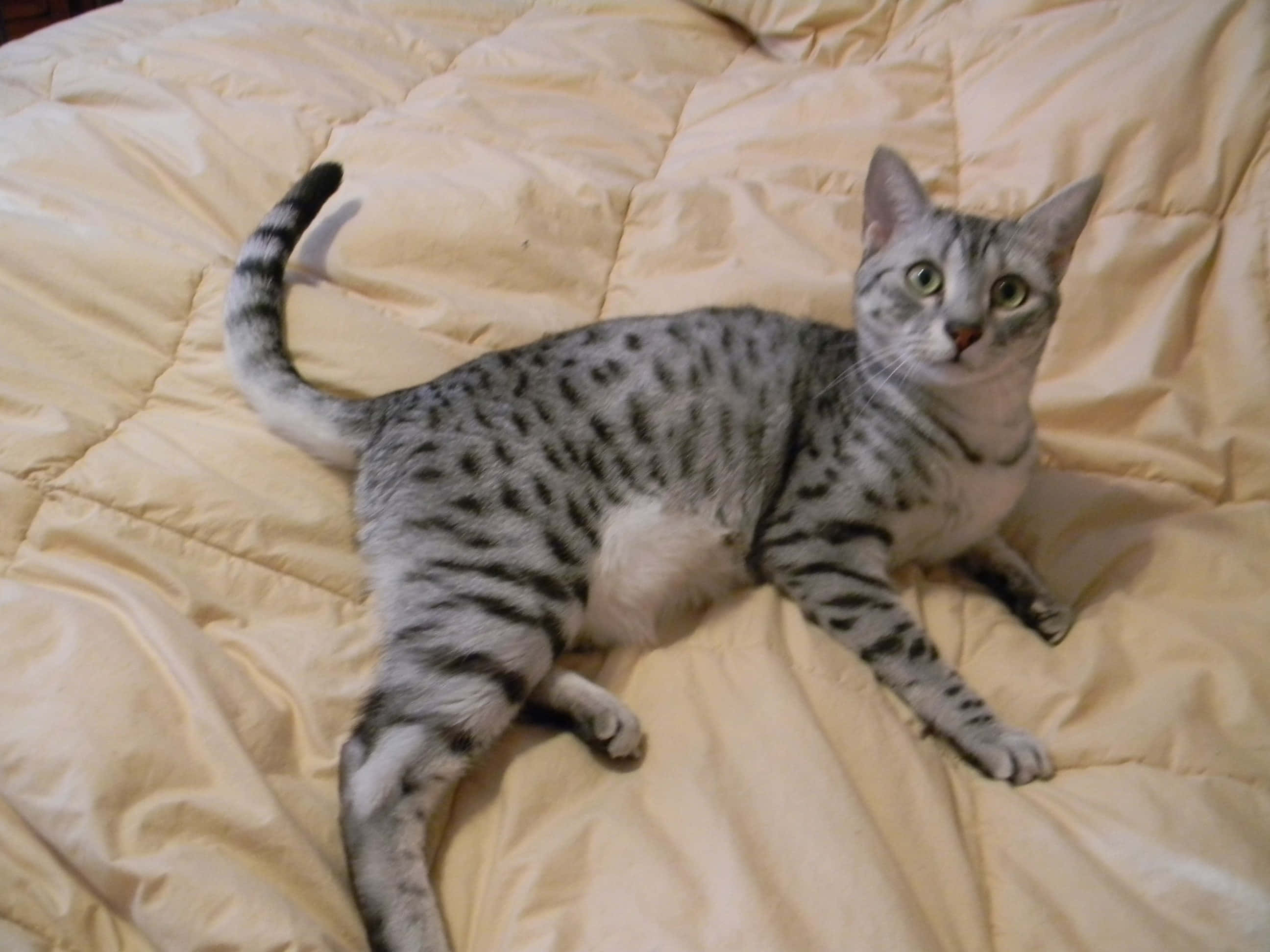 Egyptian Mau 桌布 壁紙 — 一隻銀色斑點貓咪警覺地躺在一張皺巴巴的米色羽絨被上，睜著綠色的大眼睛。