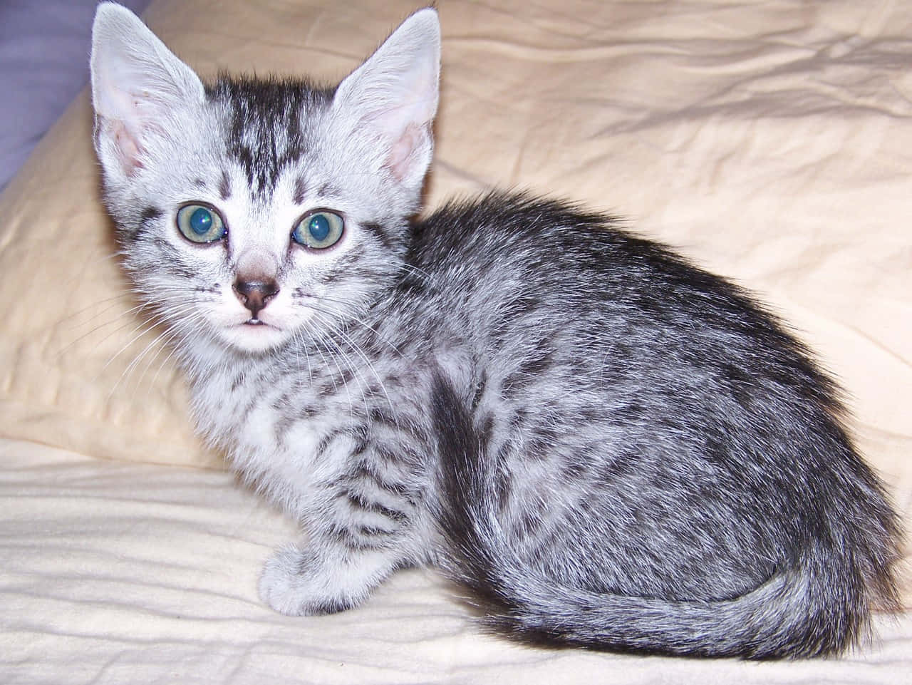 Egyptian Mau 桌布 壁紙 — 一隻銀色虎斑小貓，擁有引人注目的藍色眼睛，警覺地坐在米色床罩上，直視鏡頭。
