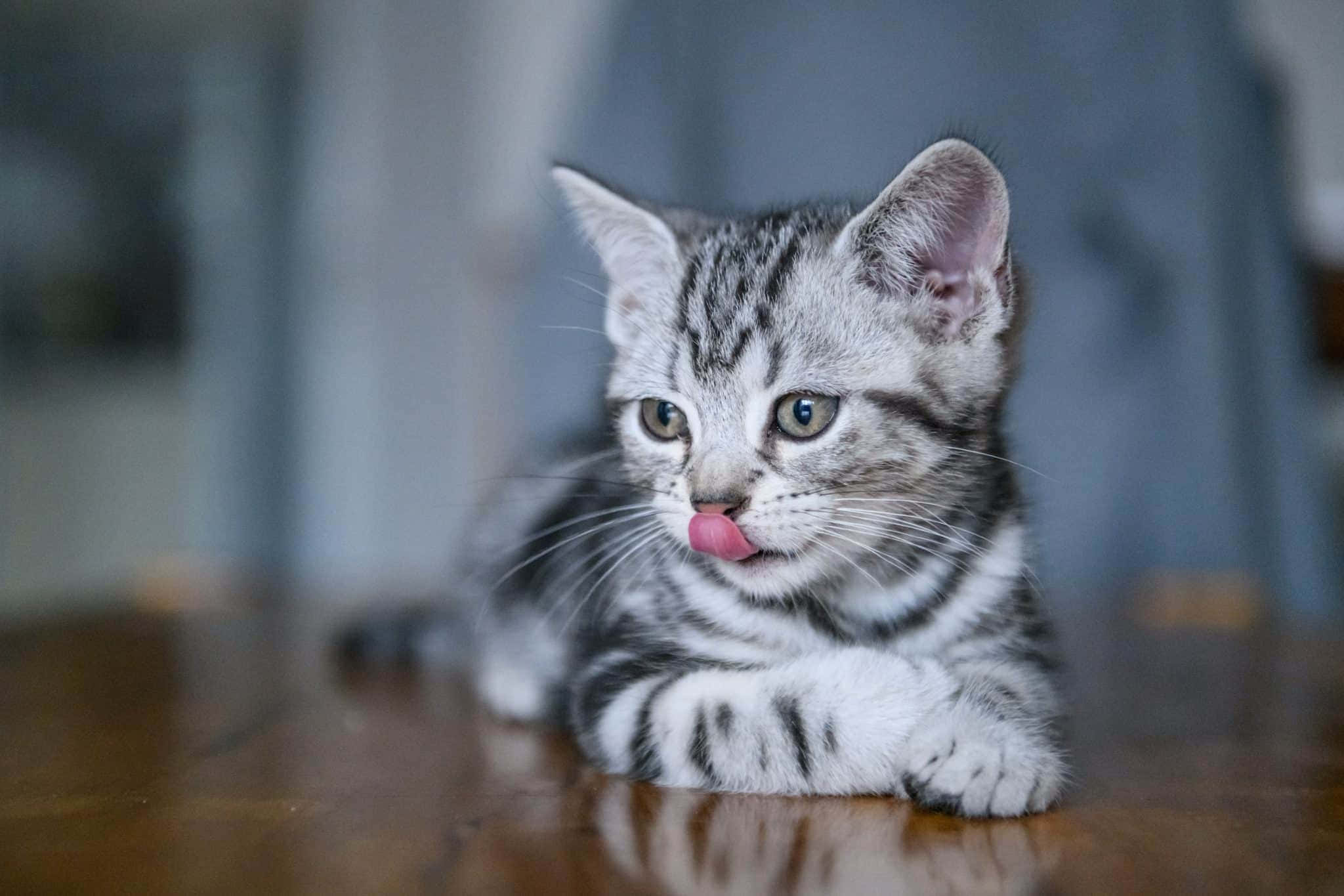 kittens 桌布 壁紙 — 一隻銀色虎斑小貓，綠色眼睛，在木地板上休息時舔著鼻子。