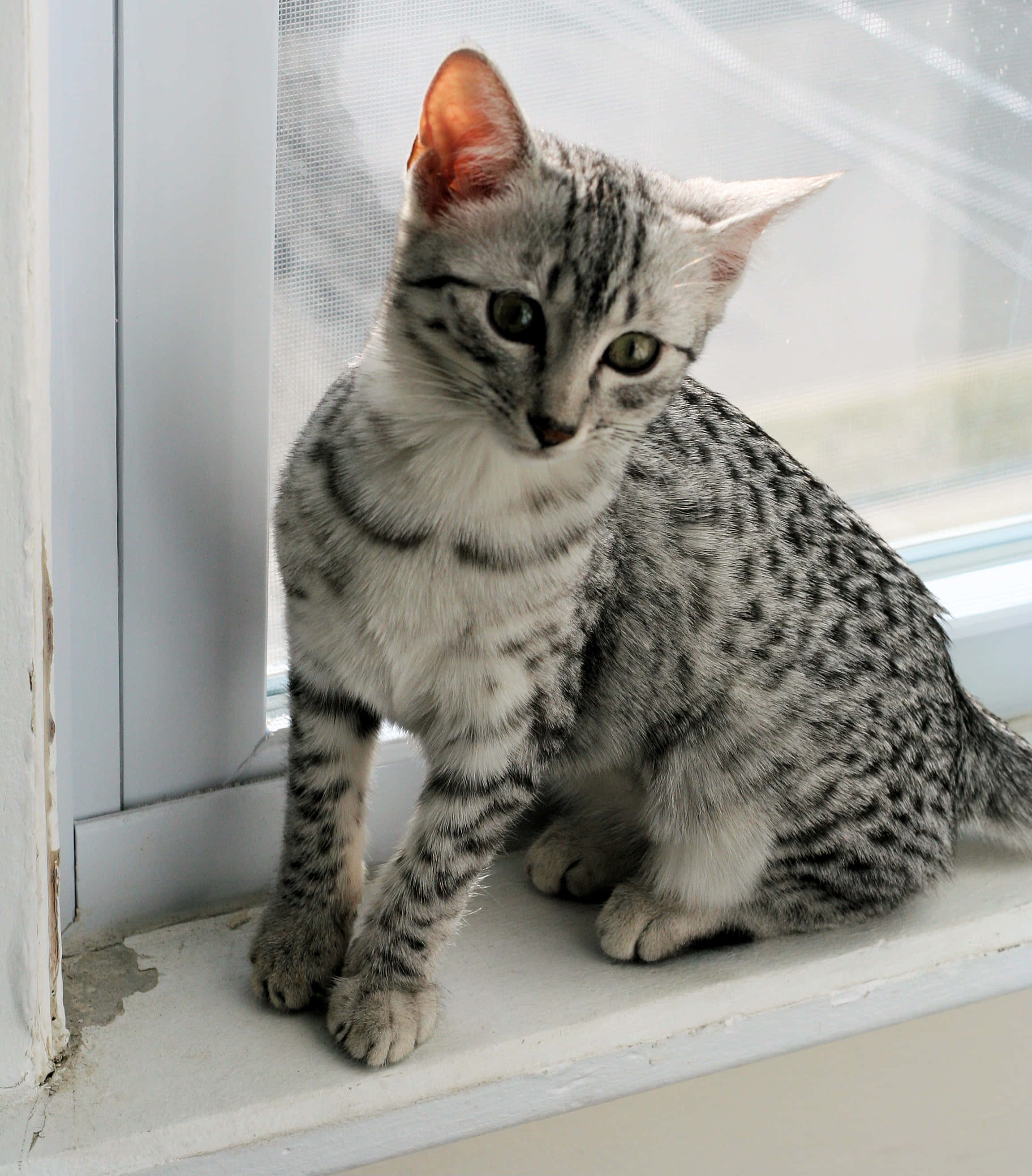 Egyptian Mau 桌布 壁紙 — 一隻銀色虎斑小貓，綠色眼睛，警覺地坐在白色窗台上，透過薄紗窗簾向外凝望。