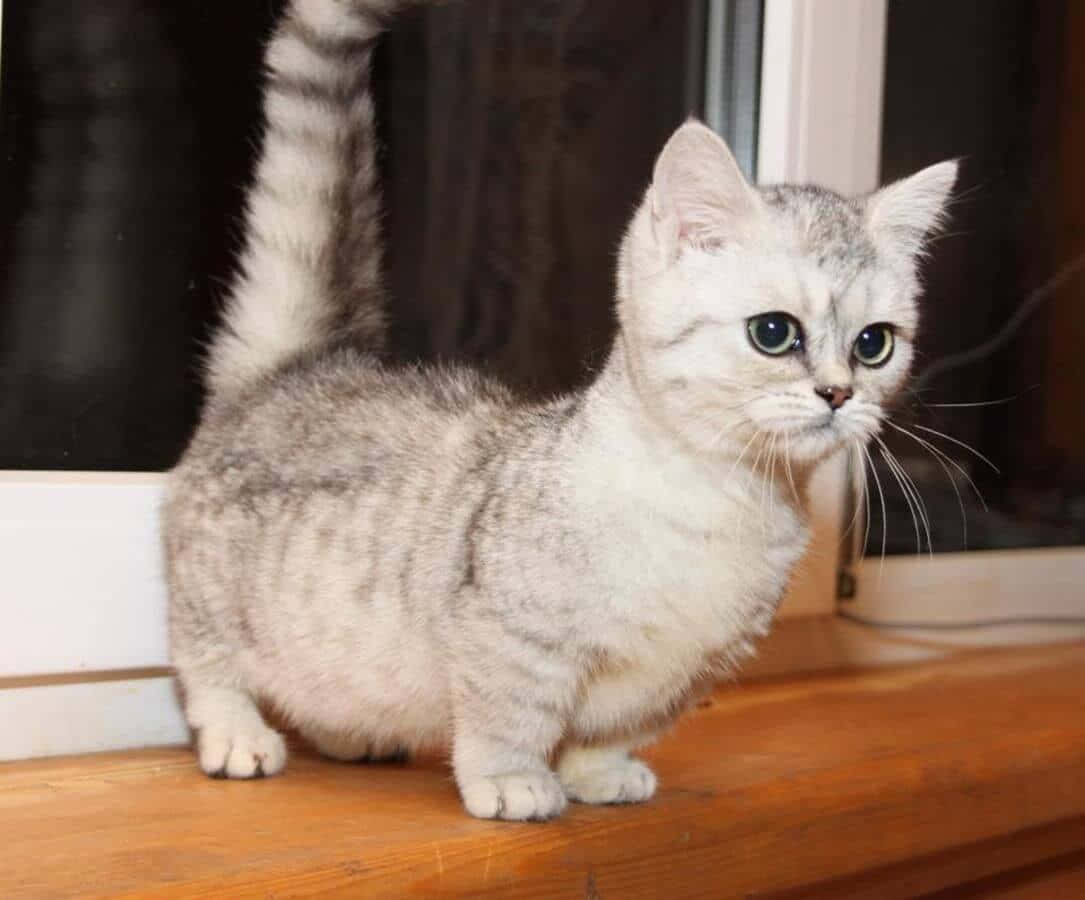 Munchkin Cat 桌布 壁紙 — 一隻銀色虎斑小貓睜著綠色大眼睛，警覺地站在木窗台上，好奇地向外張望。