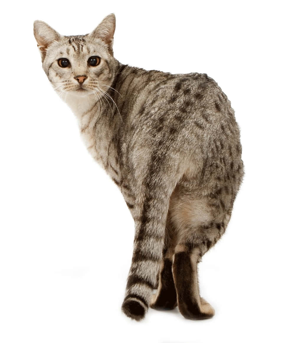 Ocicat 桌布 壁紙 — 一隻銀色虎斑貓，帶有深色斑點和條紋，在純白色背景上警覺地站立，直視觀看者。