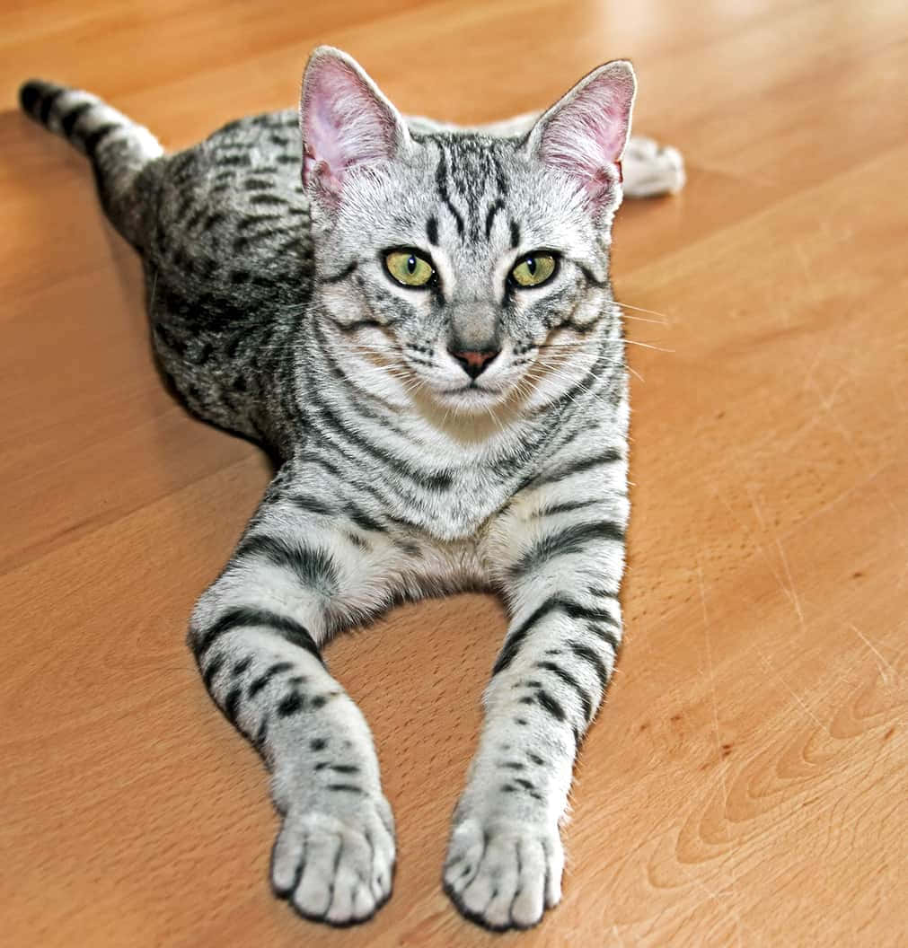 Egyptian Mau 桌布 壁紙 — 一隻銀色虎斑貓，擁有引人注目的綠色眼睛，警覺地躺在溫暖的木地板上，直視鏡頭。