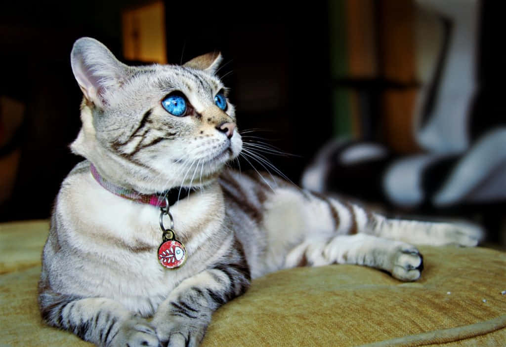 Ojos Azules Cat 桌布 壁紙 — 一隻銀色虎斑貓，擁有引人注目的藍色眼睛，懶洋洋地躺在軟墊表面上，帶著平靜的好奇心向上凝視。