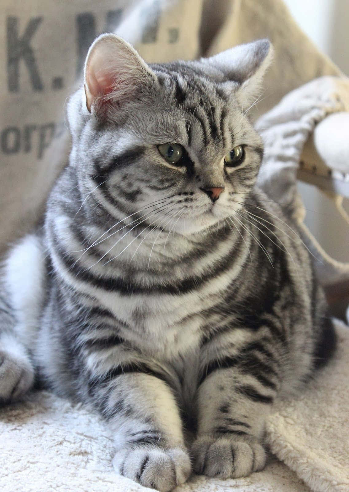 American Shorthair 桌布 壁紙 — 一隻銀色虎斑貓，有著引人注目的綠色眼睛，平靜地坐在室內柔軟有質感的毯子上。