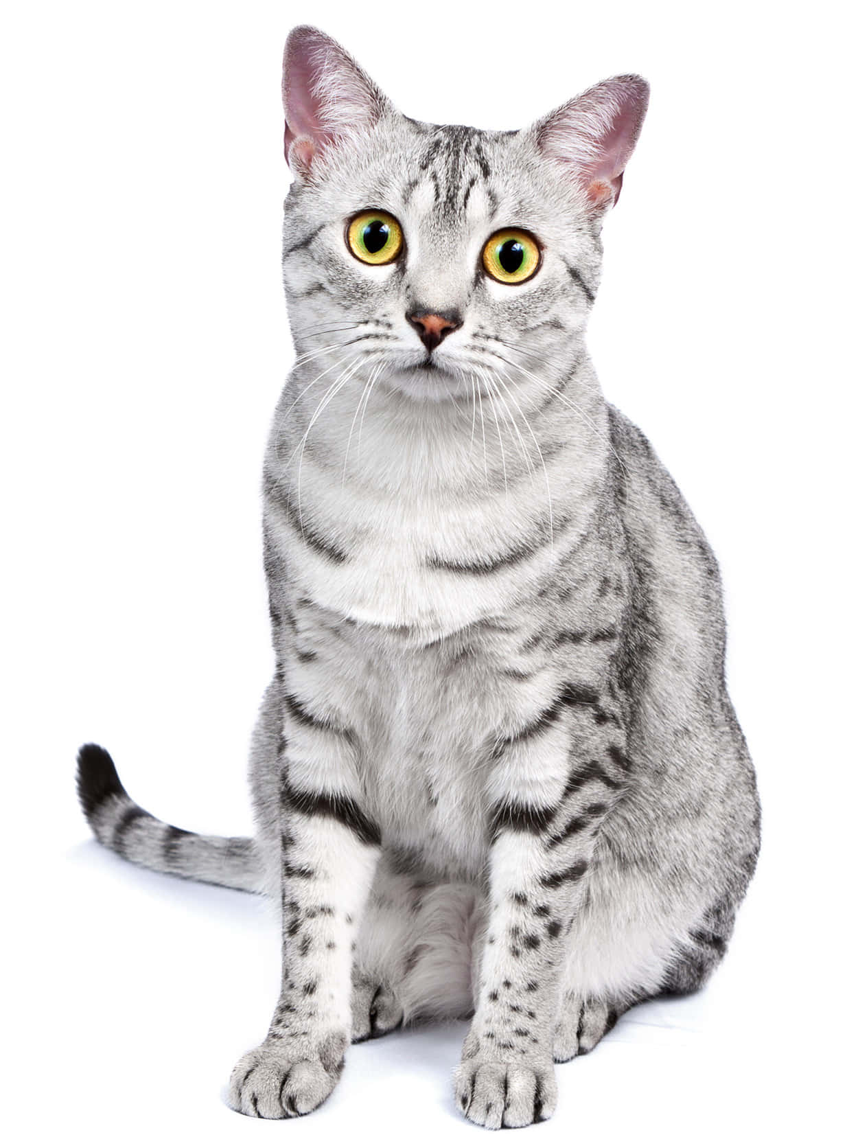 Egyptian Mau 桌布 壁紙 — 一隻銀色虎斑貓，有著引人注目的黃色眼睛，端坐在純白背景前。