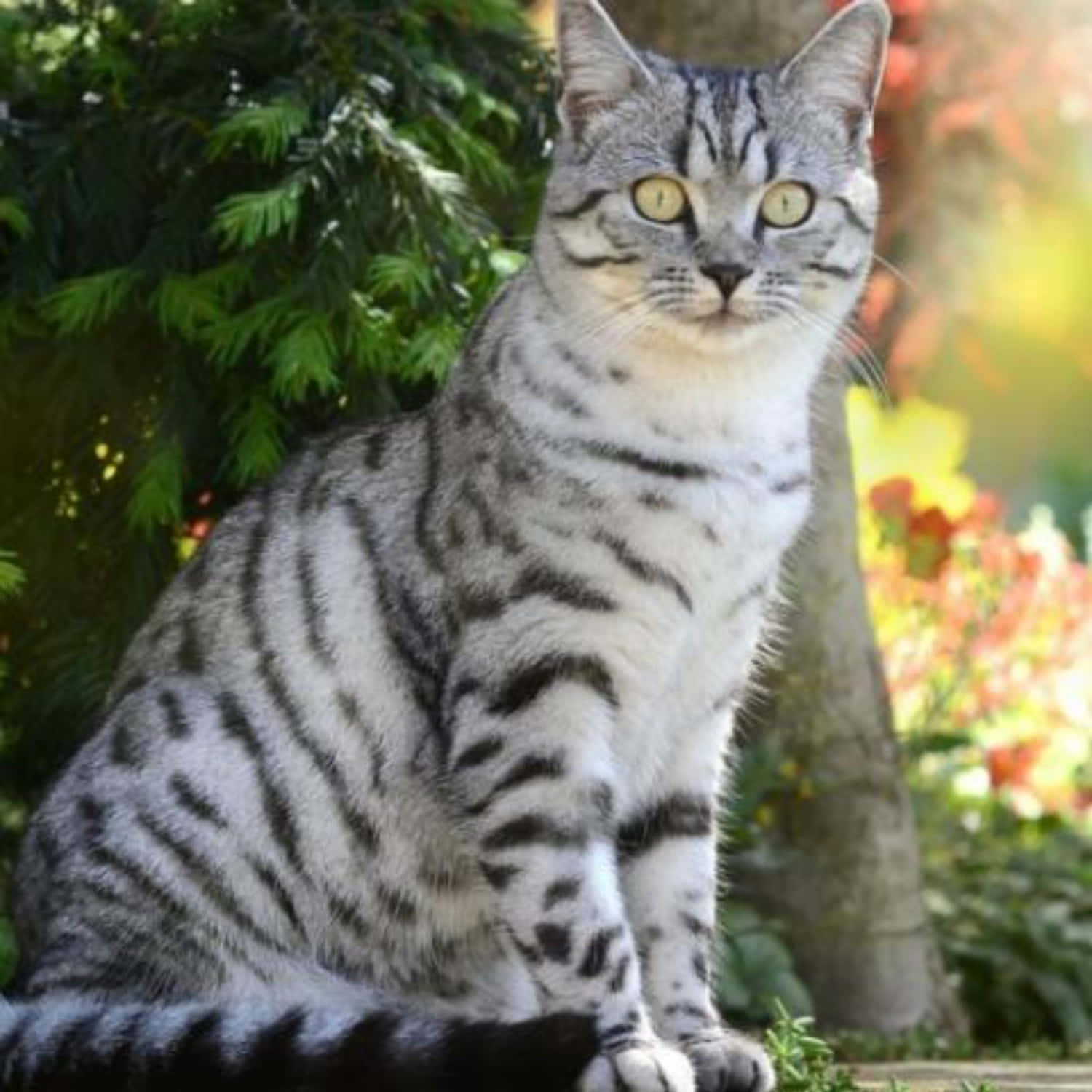 American Shorthair 桌布 壁紙 — 一隻銀色虎斑貓，有著引人注目的黃色眼睛，警覺地坐在戶外，周圍是綠色樹葉和溫暖的陽光。