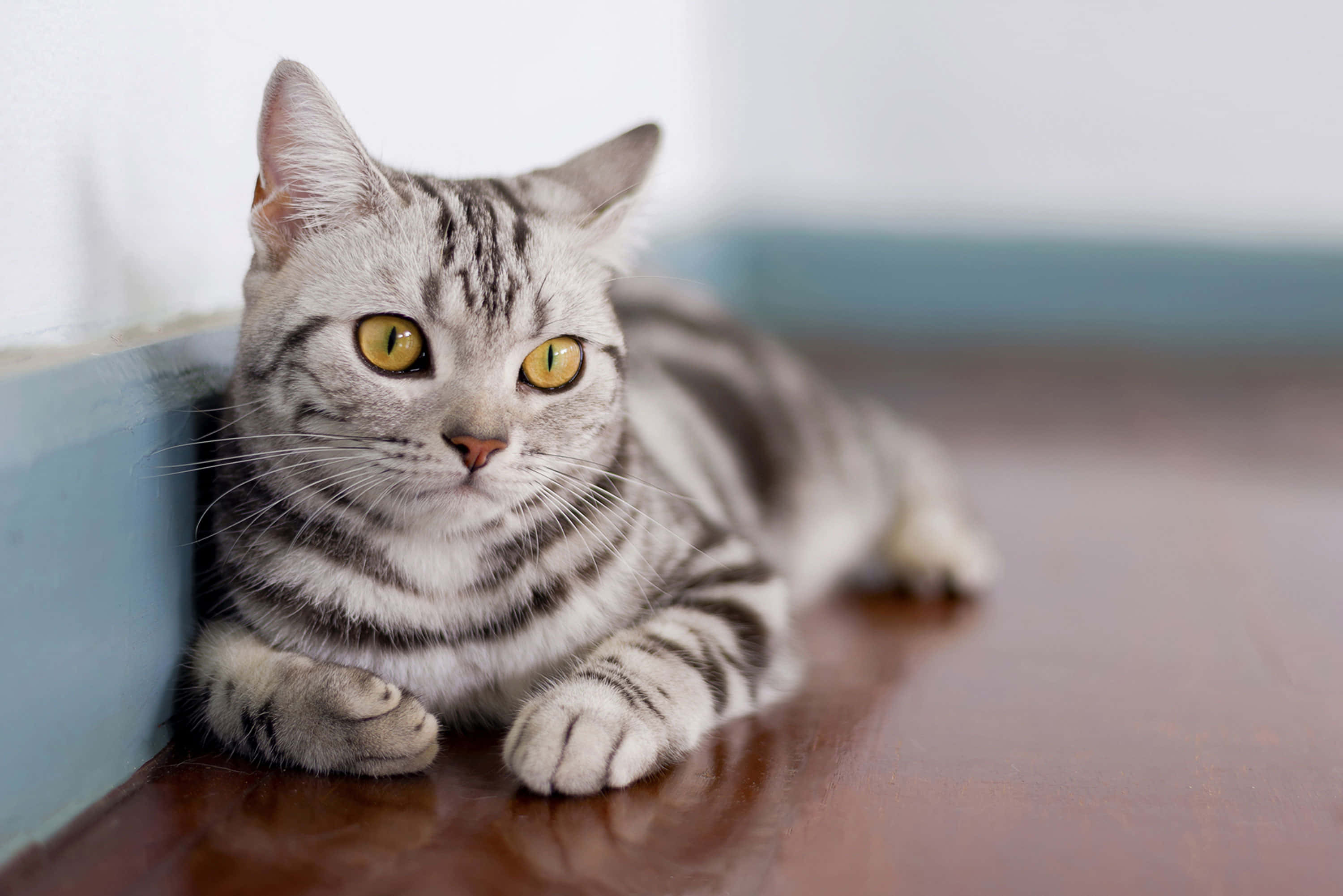 American Shorthair 桌布 壁紙 — 一隻銀色虎斑貓，有著引人注目的黃色眼睛，在藍色牆壁附近的拋光木地板上閒逛。