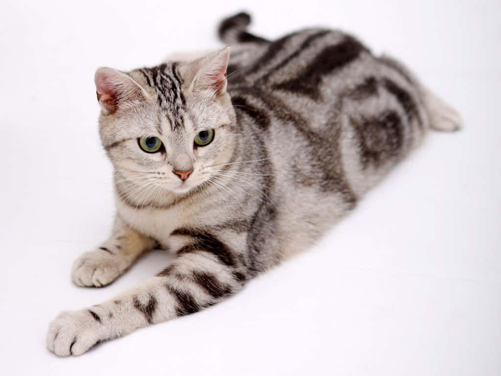 American Shorthair 桌布 壁紙 — 一隻銀色虎斑貓，綠色眼睛，優雅地躺在純白色背景上，直視鏡頭。