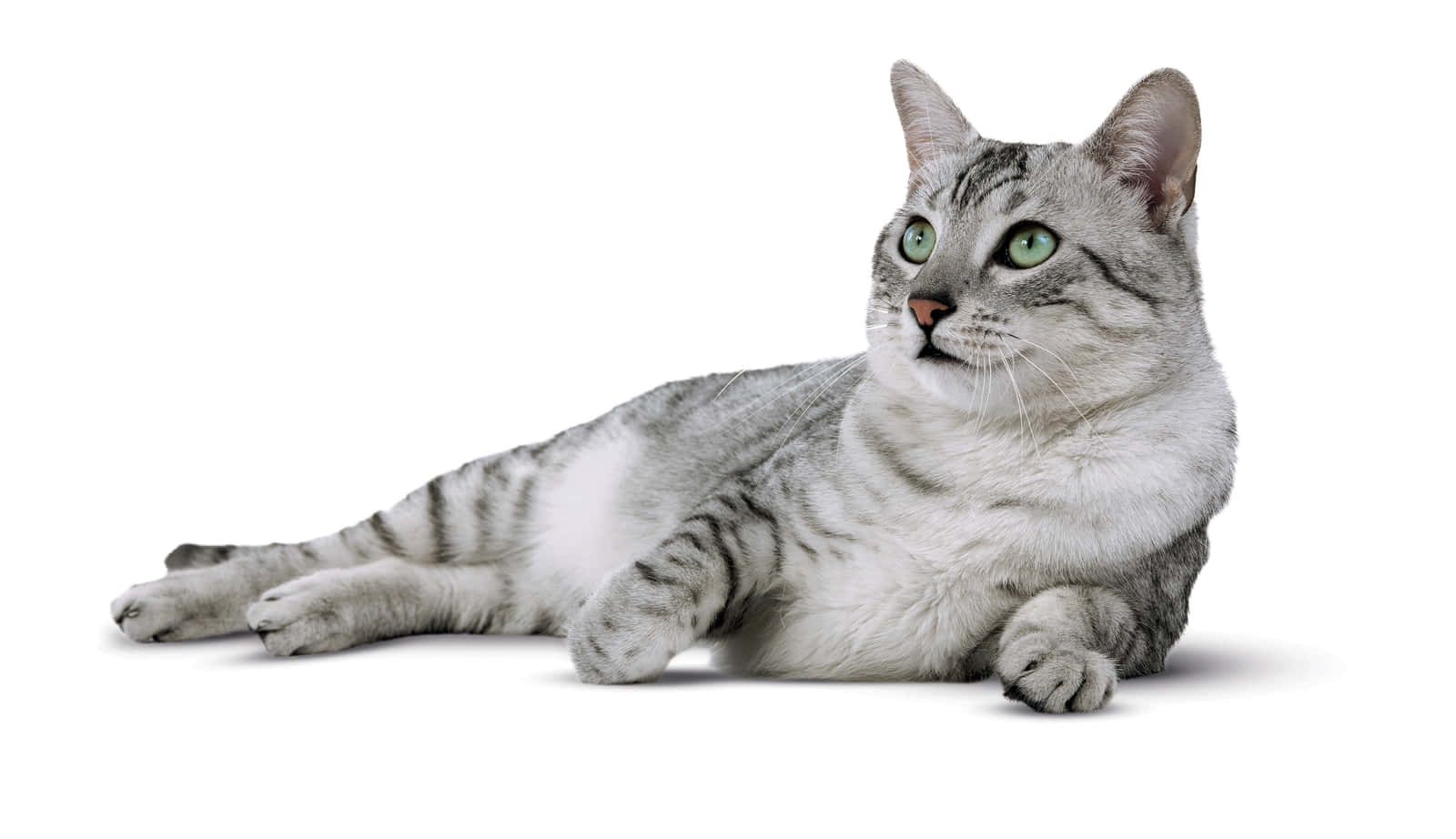 Egyptian Mau 桌布 壁紙 — 一隻銀色虎斑貓，綠色眼睛，放鬆地躺在純白色背景上，平靜好奇地向上凝視。