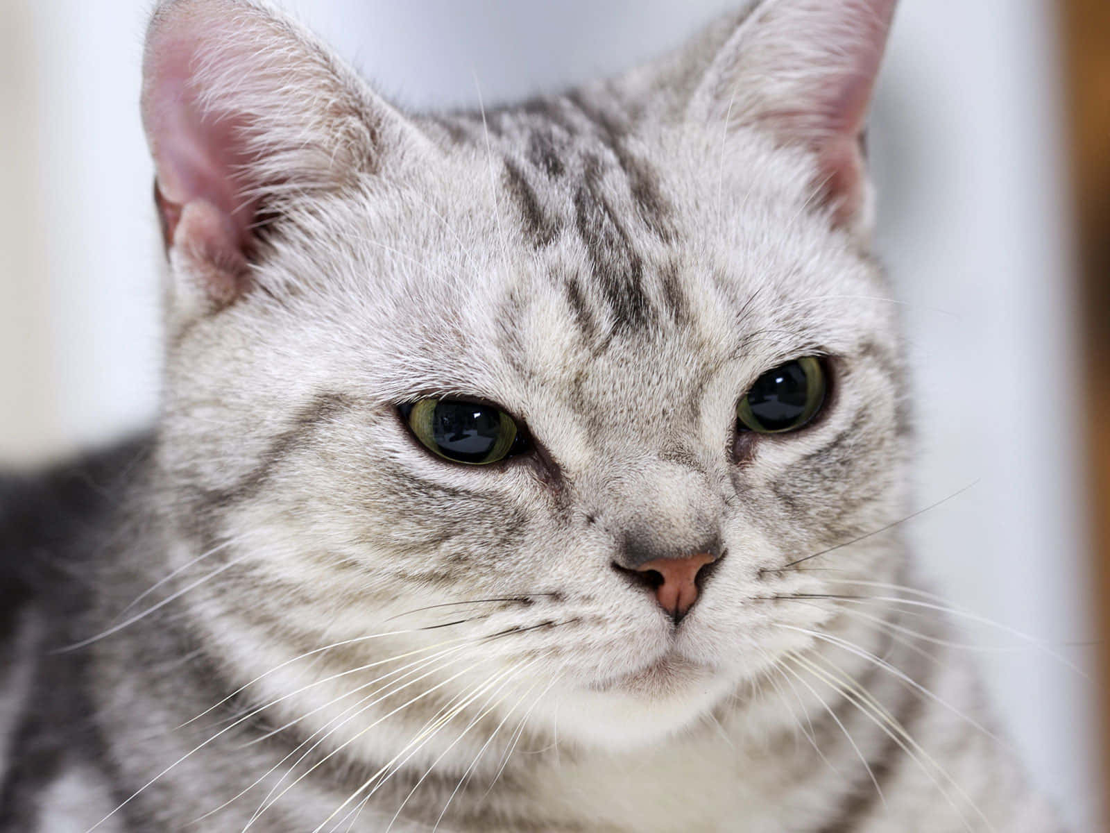 American Shorthair 桌布 壁紙 — 一隻銀色虎斑貓咪，綠色眼睛，在柔和模糊的背景前，專注地凝視著鏡頭的特寫。