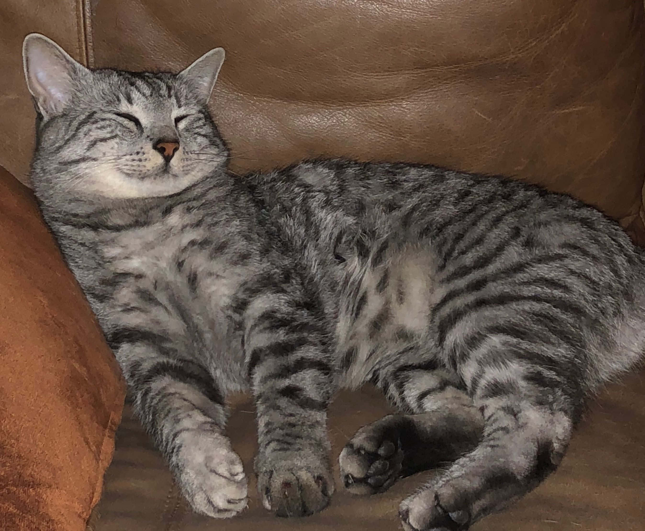 Egyptian Mau 桌布 壁紙 — 一隻銀色虎斑貓在棕色皮沙發上閉著眼睛安詳地睡覺。