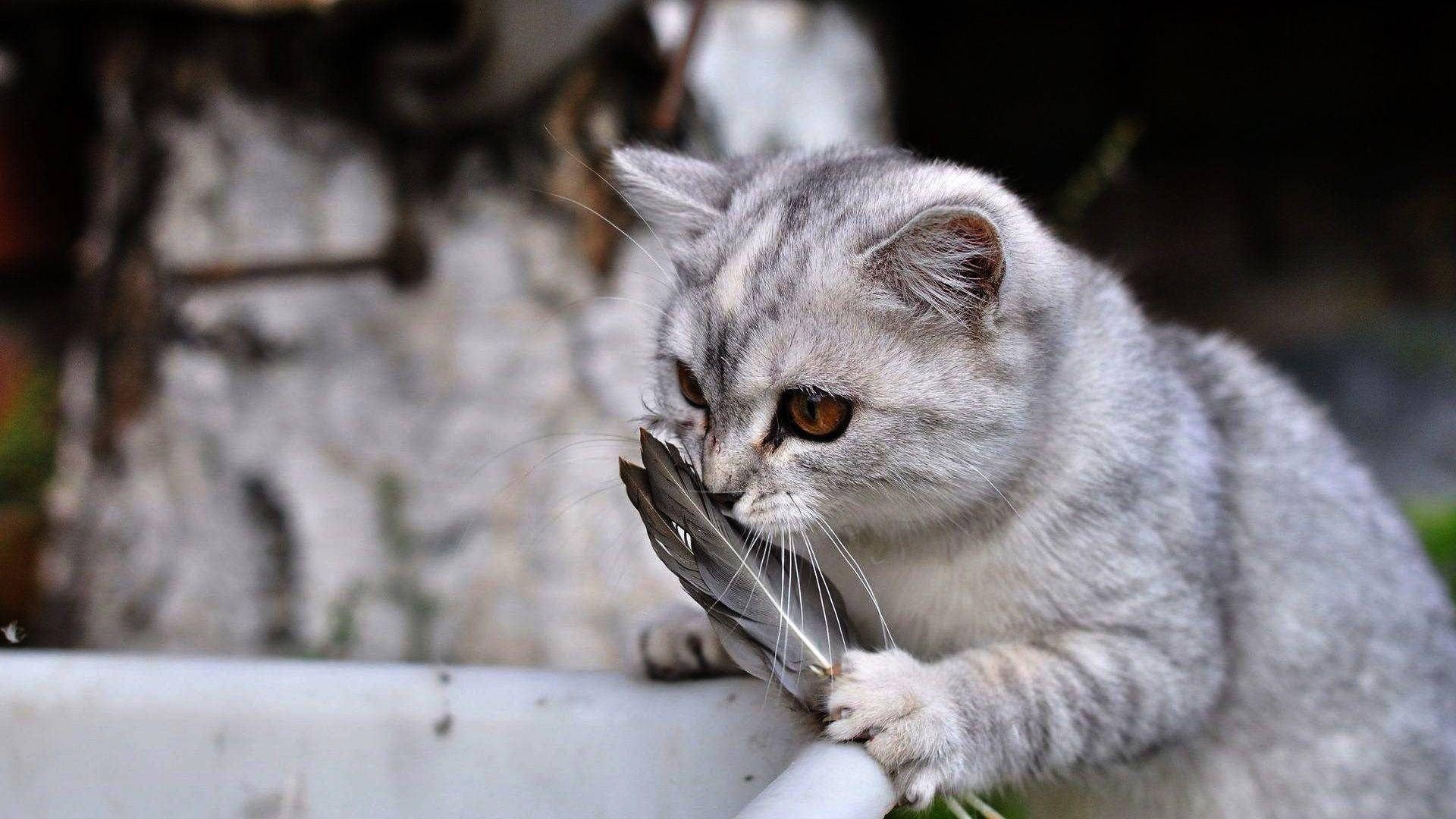 Cute Cat 桌布 壁紙 — 一隻銀色虎斑貓好奇地嗅著一根羽毛，棲息在白色窗台上，背景是模糊的石牆。