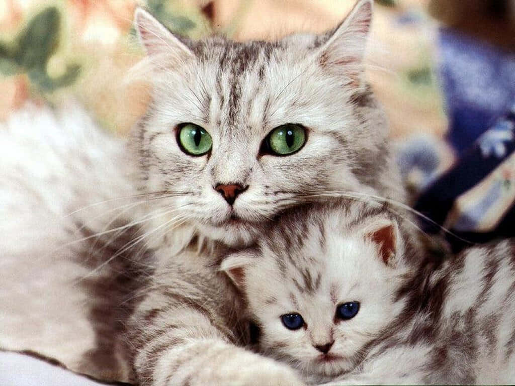 Cute Cat 桌布 壁紙 — 一隻銀色虎斑貓媽媽，綠色眼睛，溫柔地懷抱著她藍色眼睛的小貓咪。