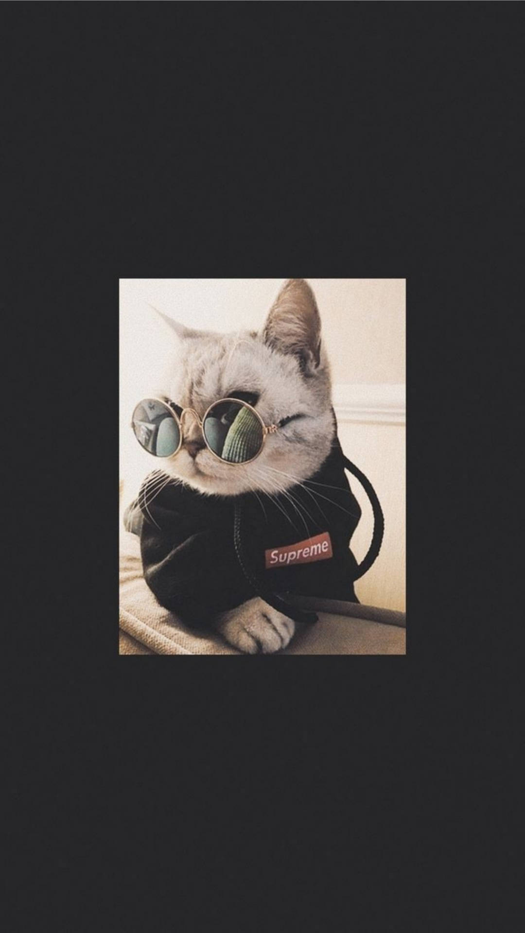 一隻戴著太陽眼鏡和Supreme連帽衫的時尚貓咪坐在室內。 — 可愛貓咪美學 壁紙