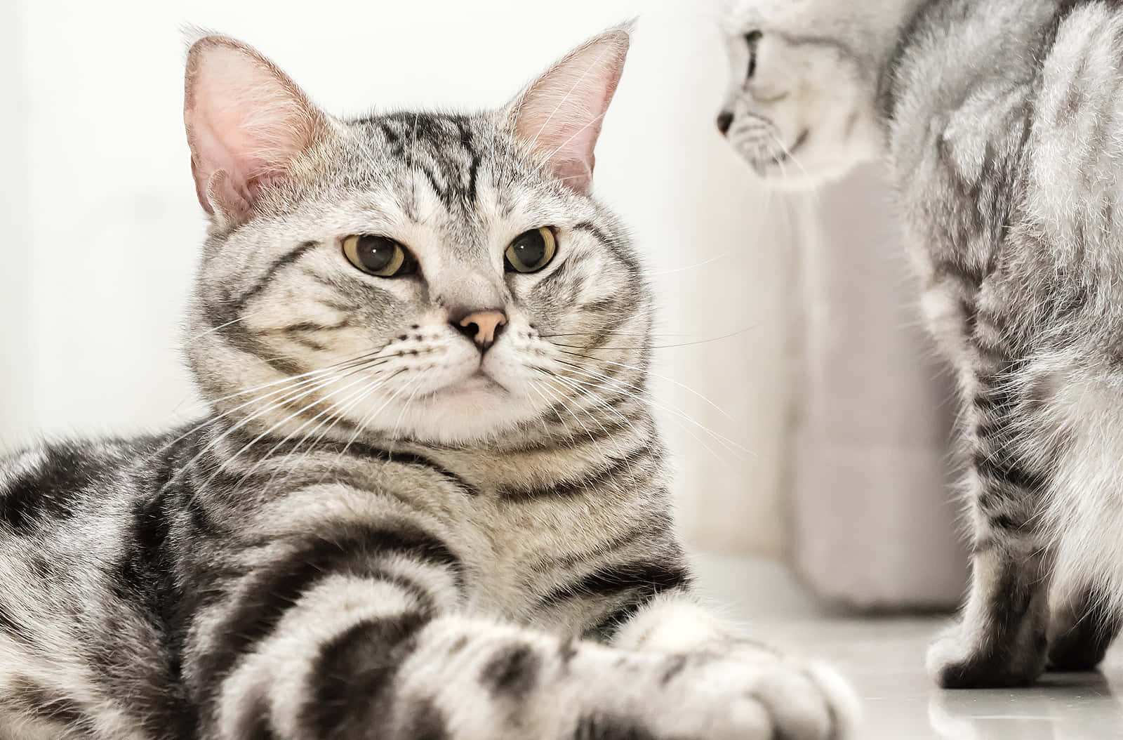American Shorthair 桌布 壁紙 — 一隻銀色虎斑貓有著引人注目的綠色眼睛，靜靜地休息，另一隻貓在柔焦中走過。