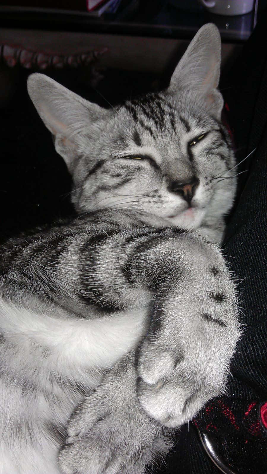 Egyptian Mau 桌布 壁紙 — 一隻銀色虎斑貓閉著眼睛，在深色布料表面上平靜地蜷縮休息。